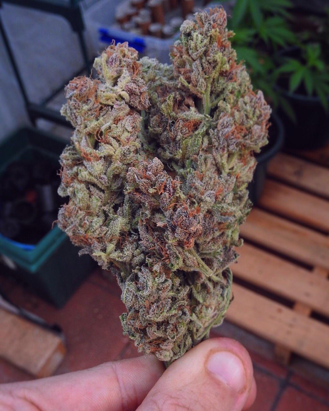 Super happy with my first ever harvest. Blueberry strain that ended up