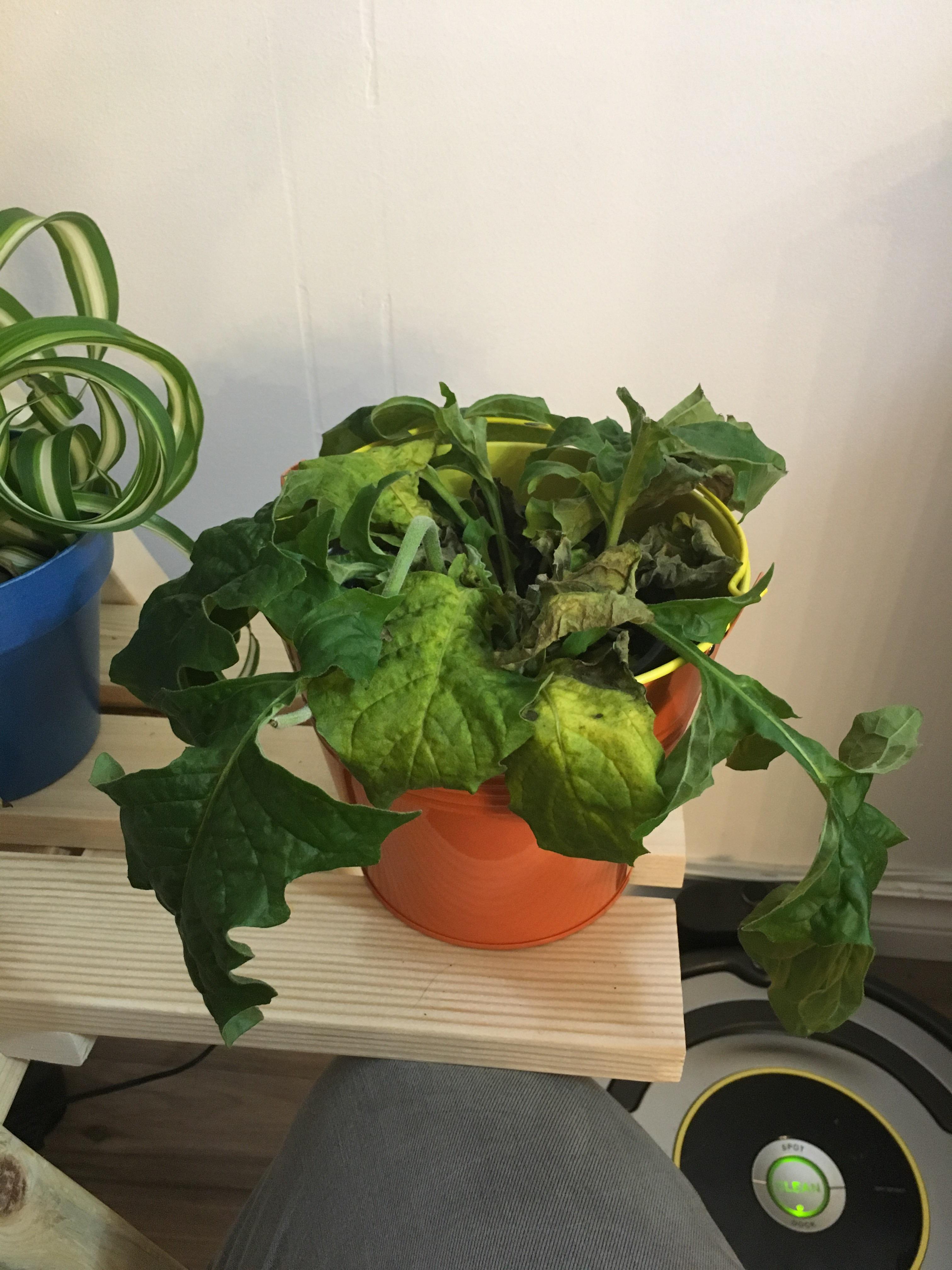 Help! My Gerbera daisy is quickly dying! r/houseplants