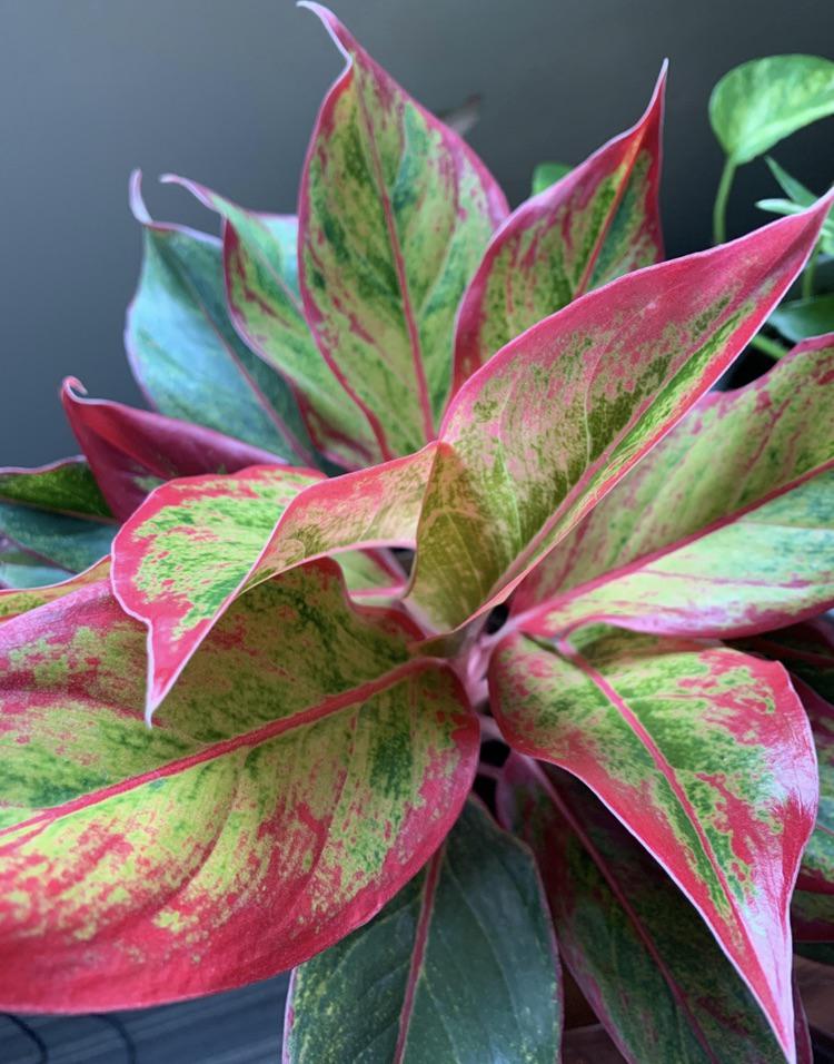 Just bought this plant from Home Depot