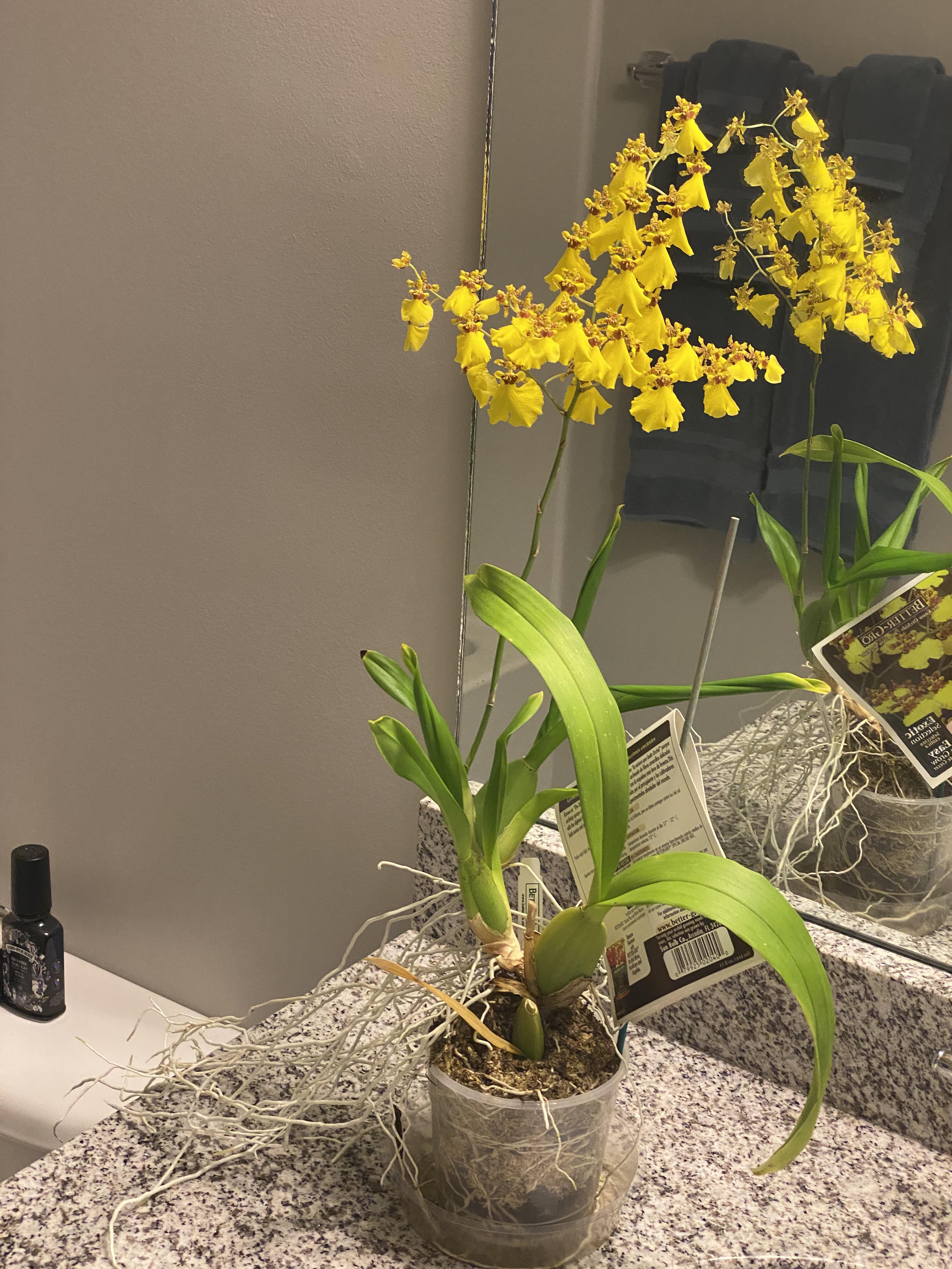 Oncidium Sweet Sugar “Dancing Lady Orchid” r/orchids