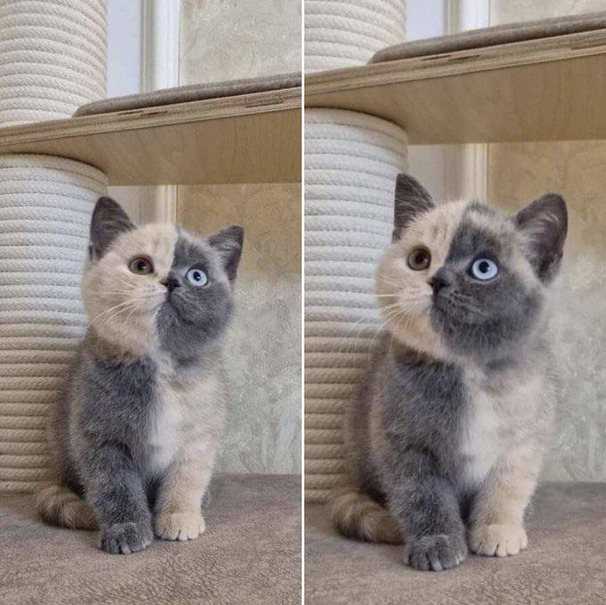 🥰 We Like Cats & Kittens