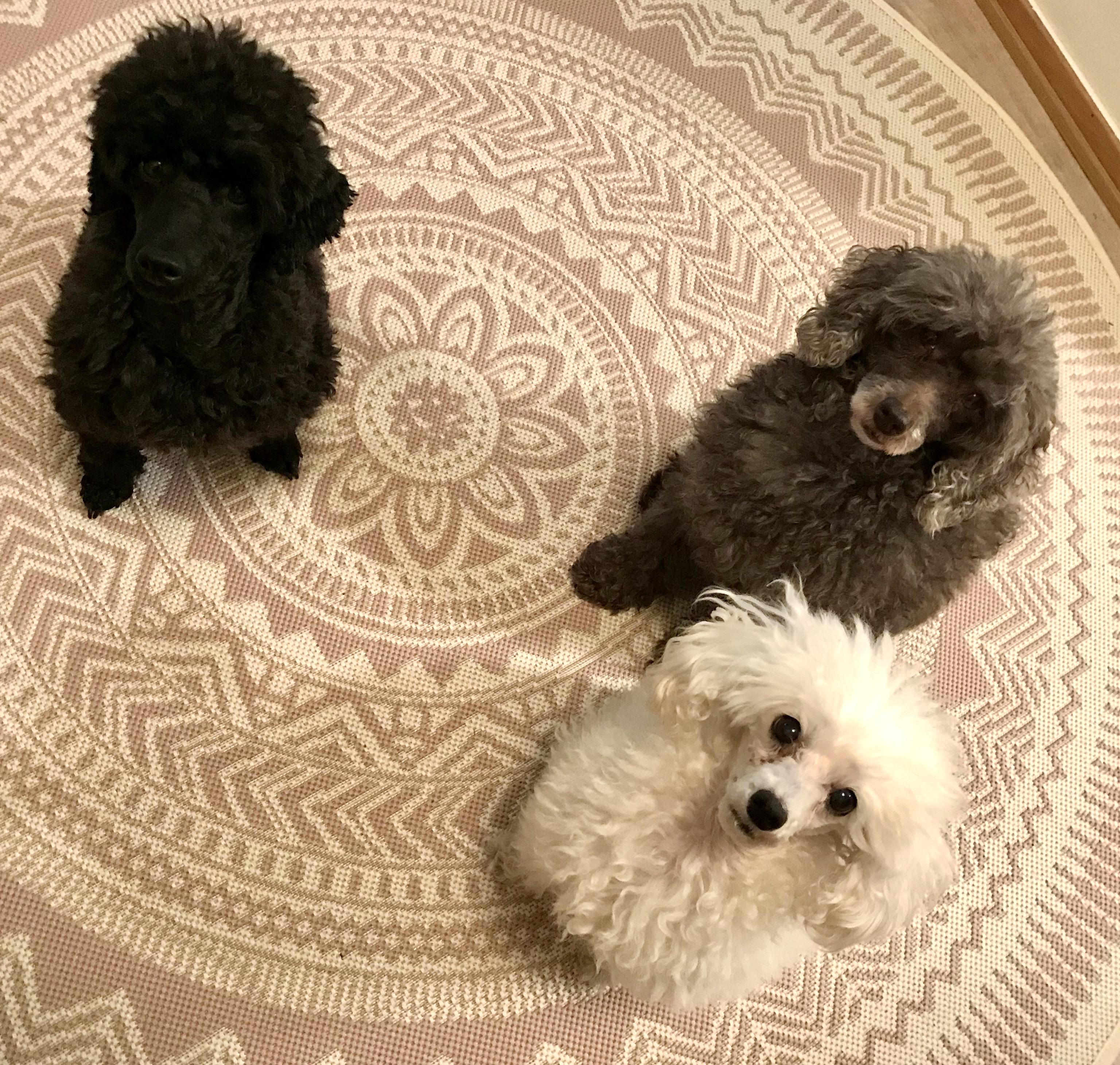 Three little poodles! (I brightened the picture a bit to make the black