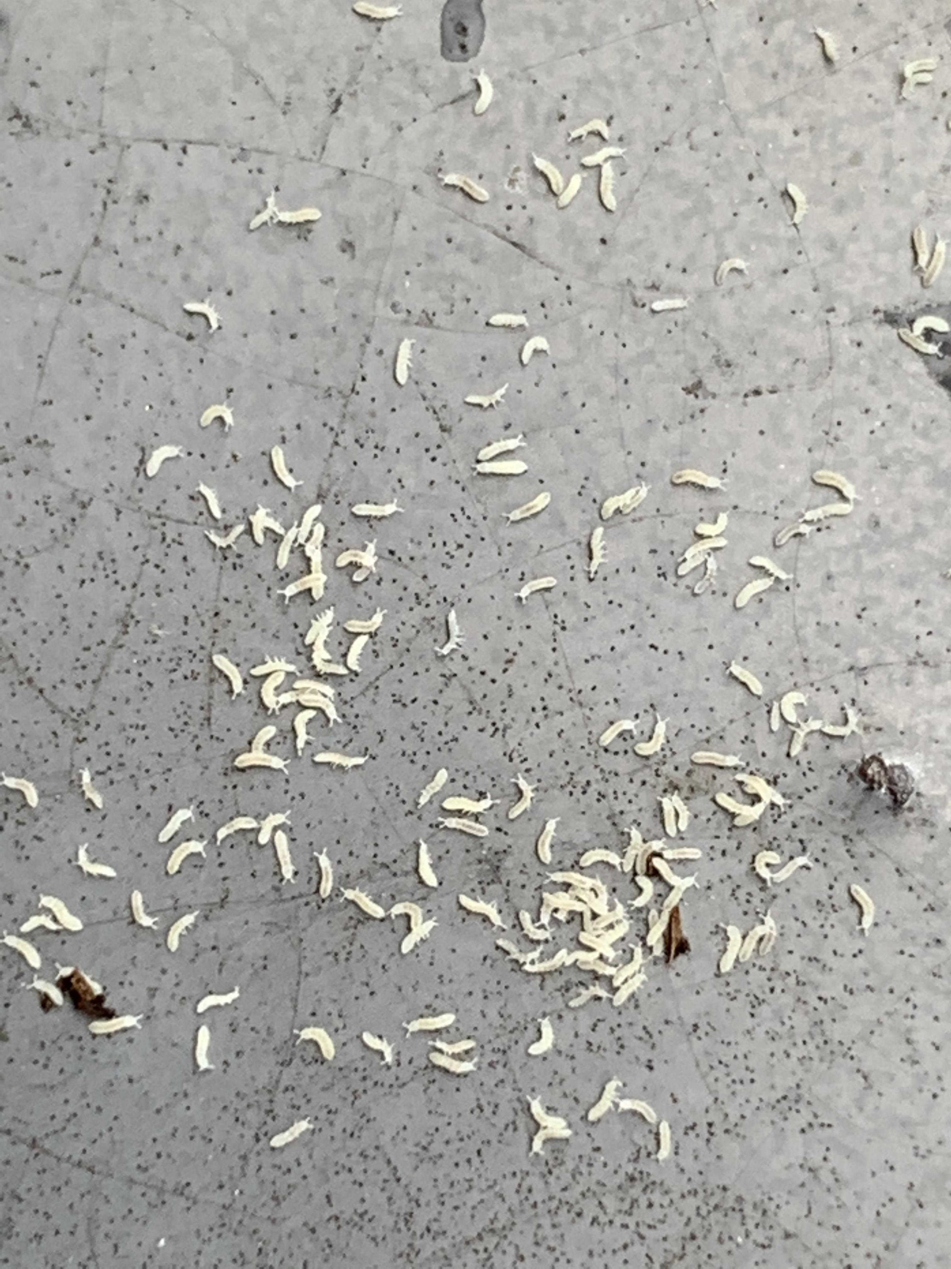 Found these very small white bugs under my snake plant in the saucer