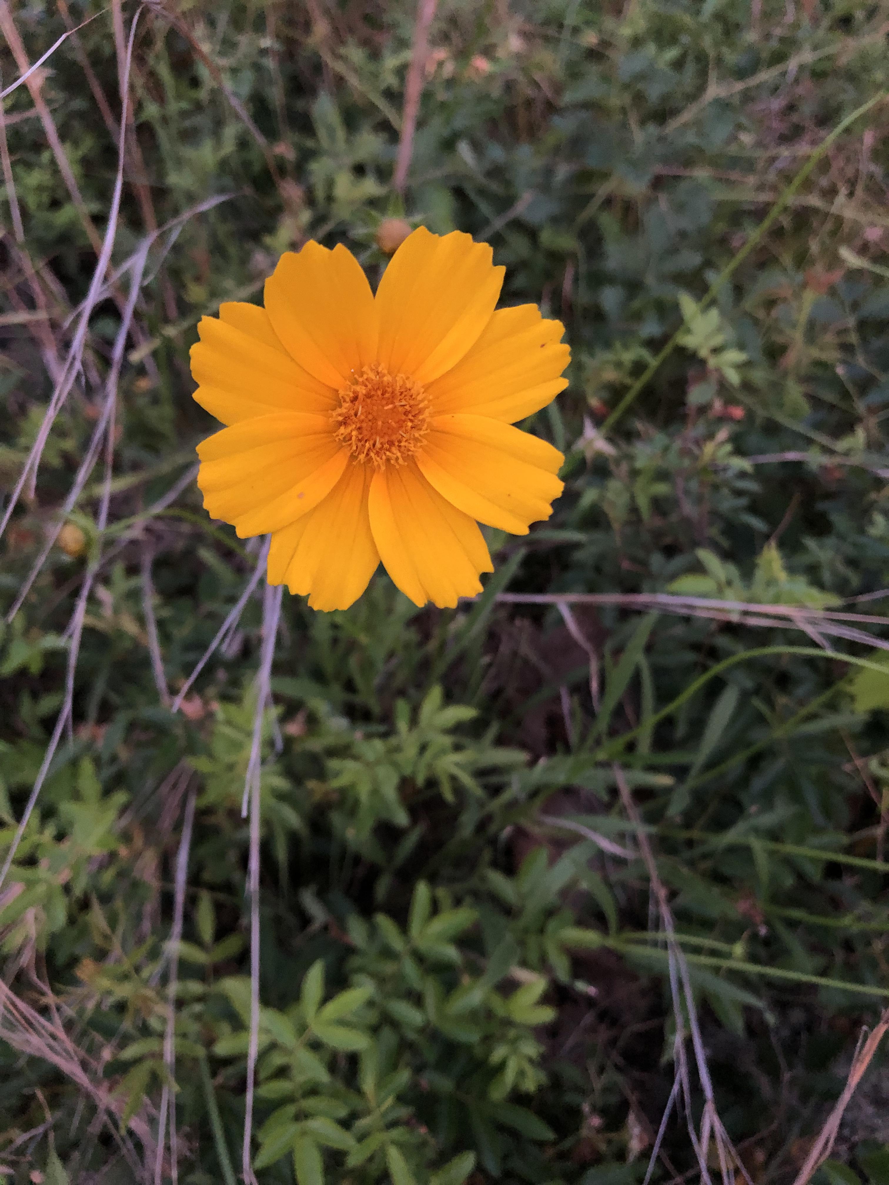 Anyone know what this wild flower I found is? r/gardening