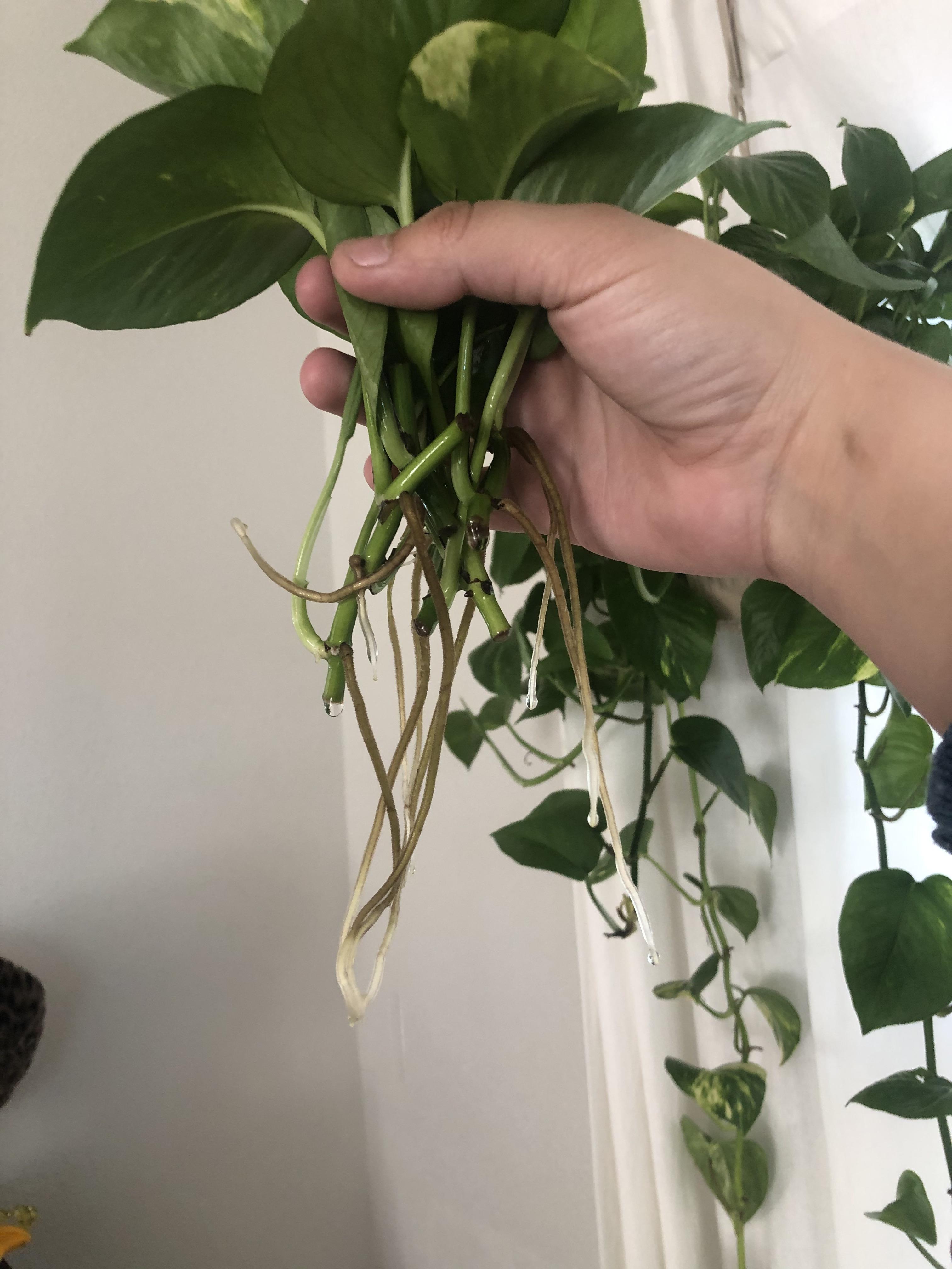 Can anyone tell me if this is root rot? Water propagation. propagation