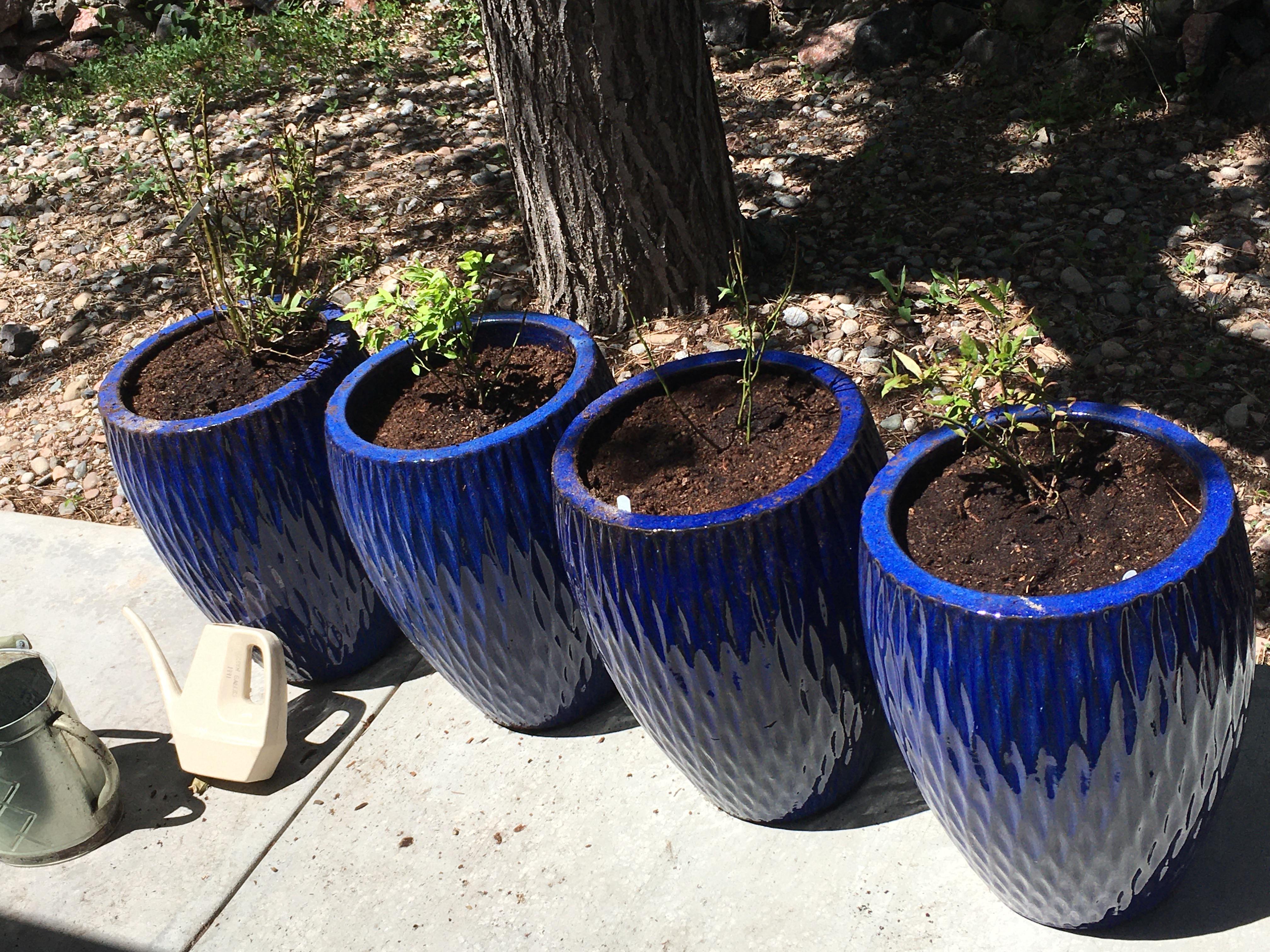 Blueberries in pots r/Berries