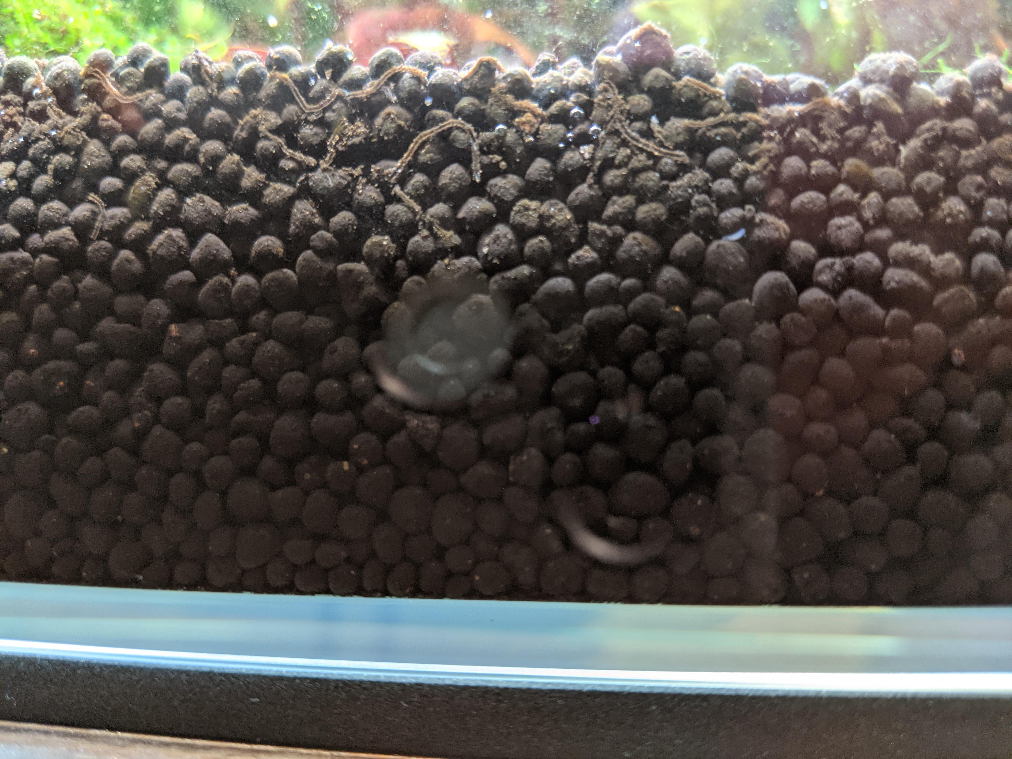 beginner here. What are this warm and I do I get rid of them? r/Aquariums