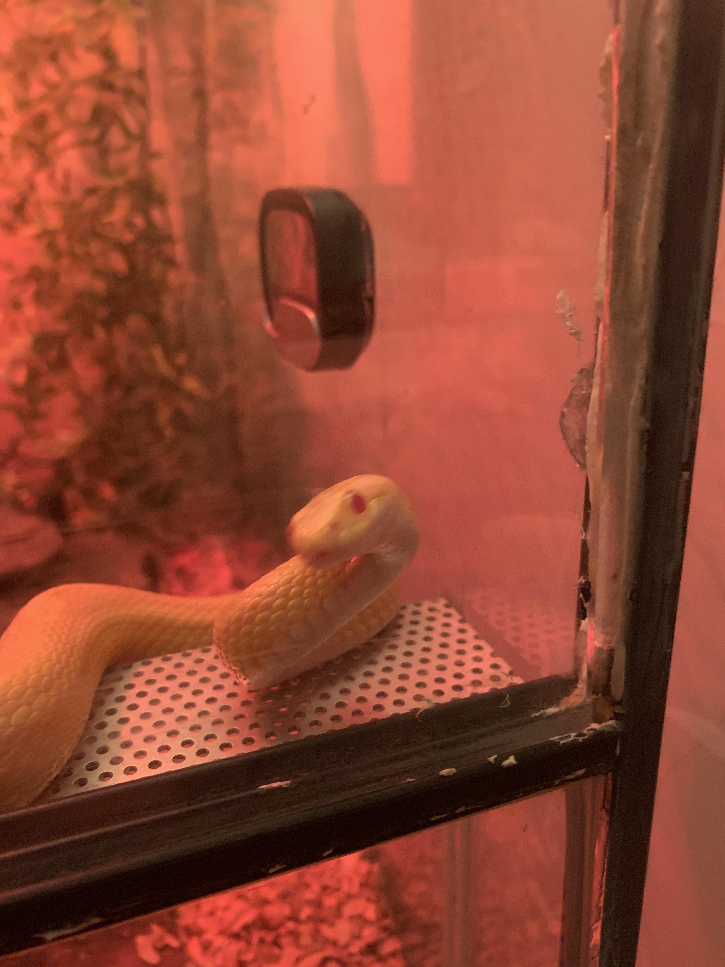 My snake always seems to try to slide the doors to her enclosure open