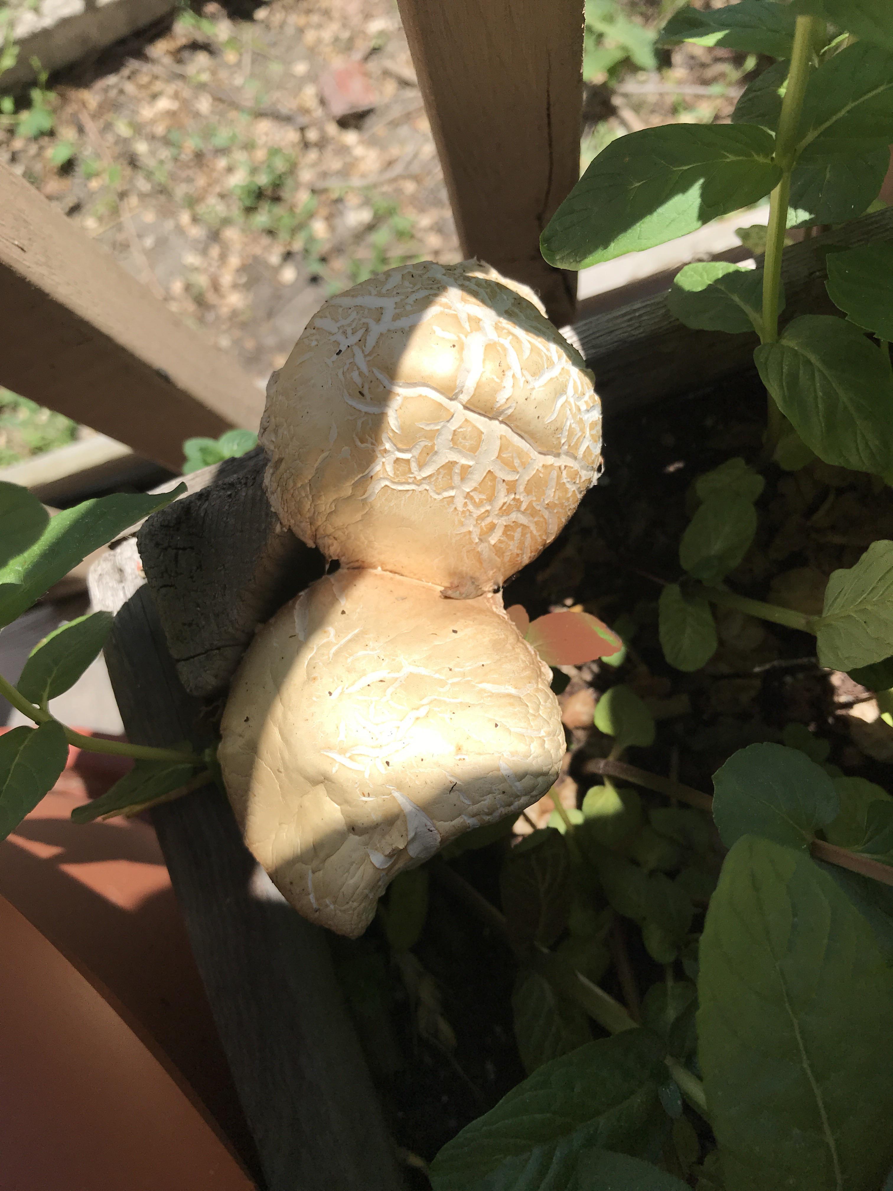 Growing in my herb garden is it safe to eat ? r/whatsthismushroom