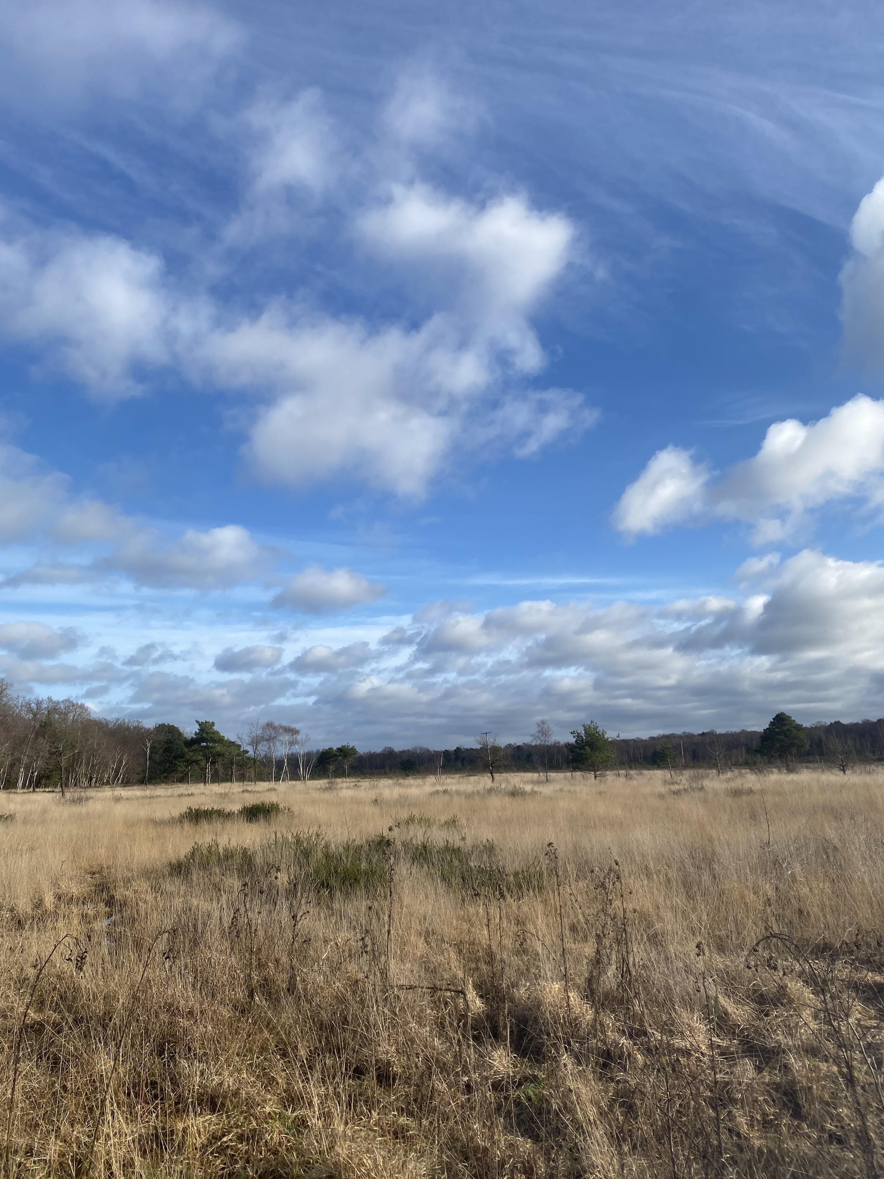 Whitmoor Common, 17/1/21 r/surrey