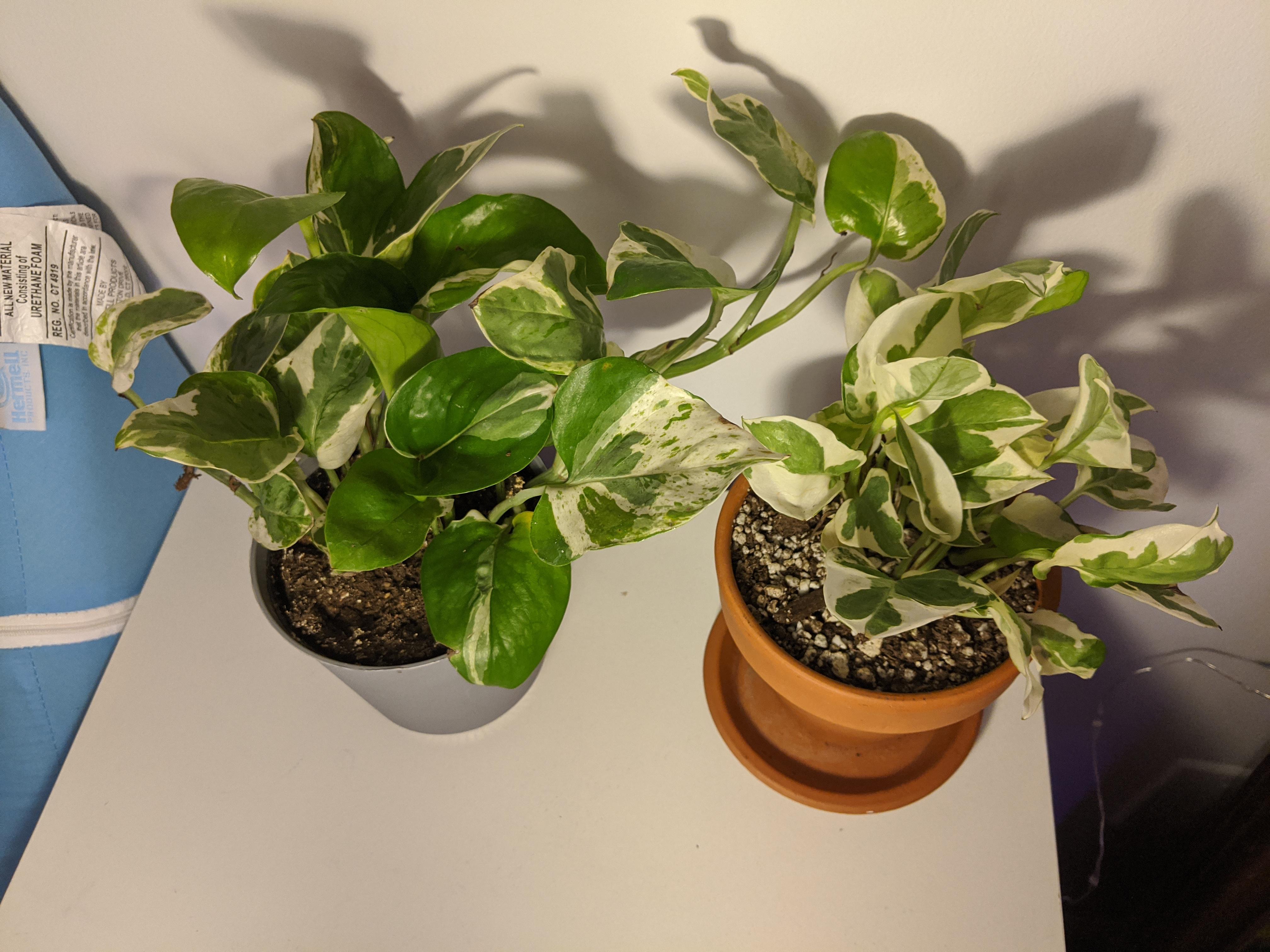 Snow Queen Pothos Propagation And Care Guide Archute