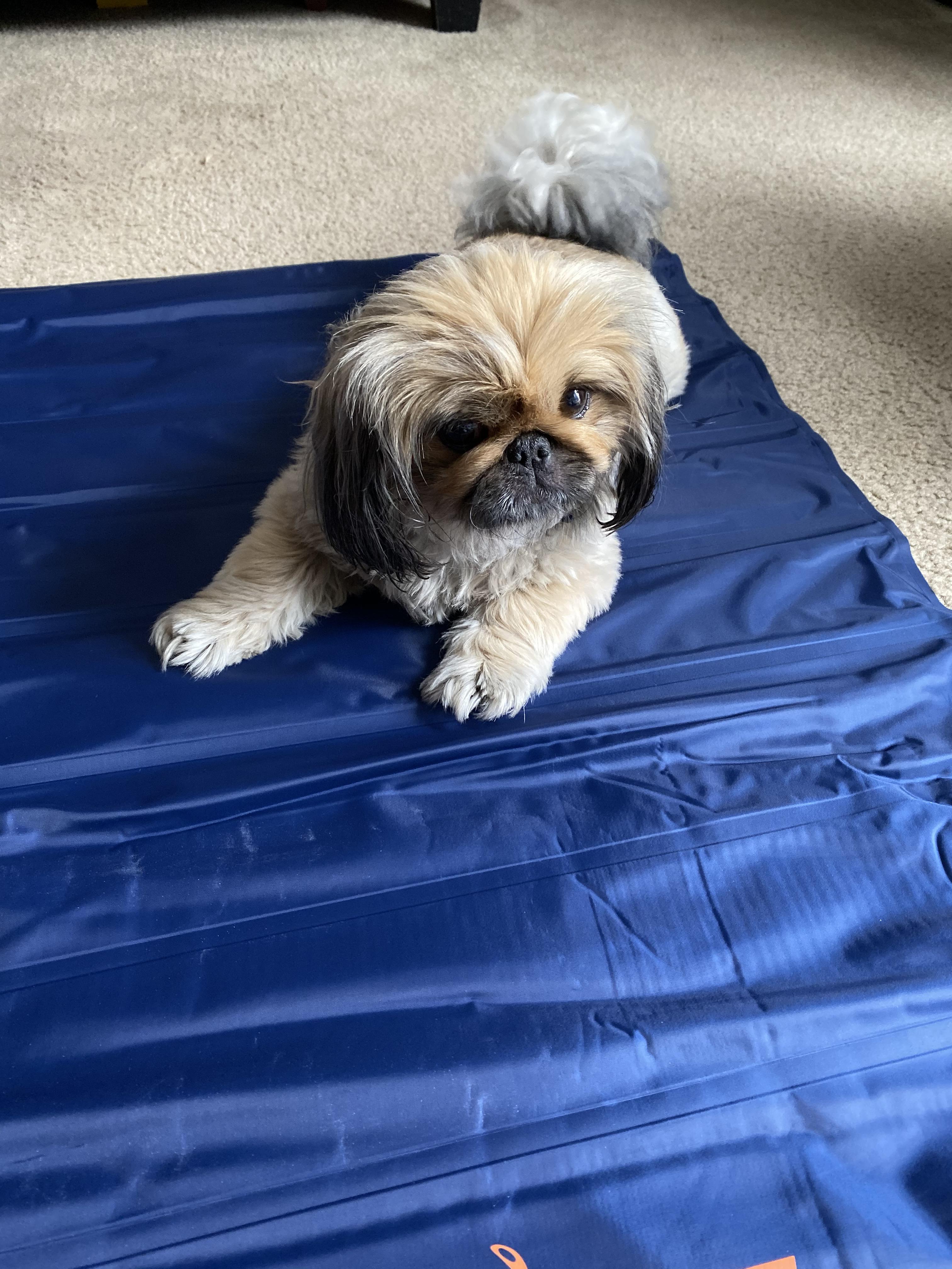 Bean loves her cooling mat! r/Pekingese