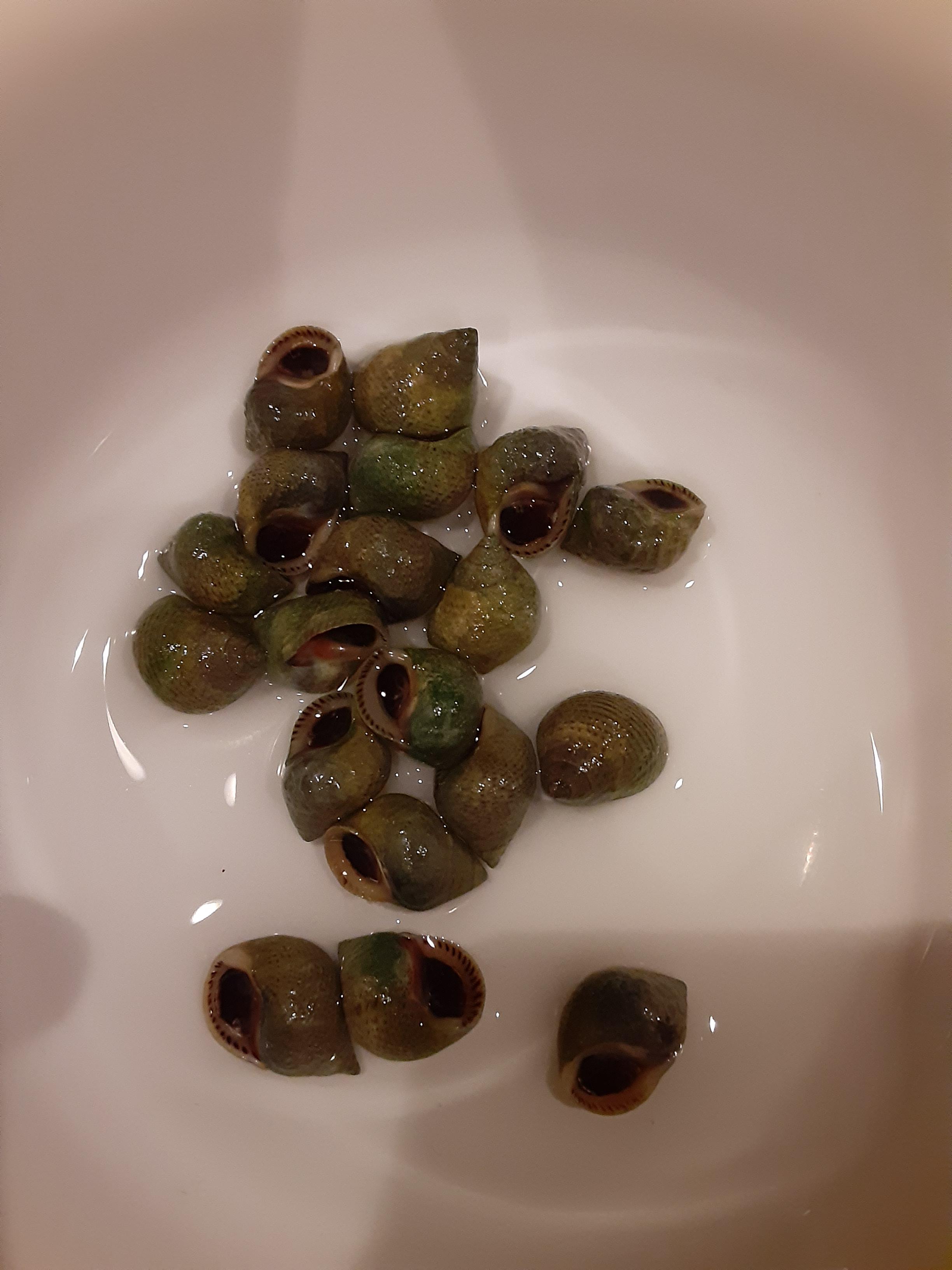 So apparently these are called periwinkles. This is happening! r/foraging