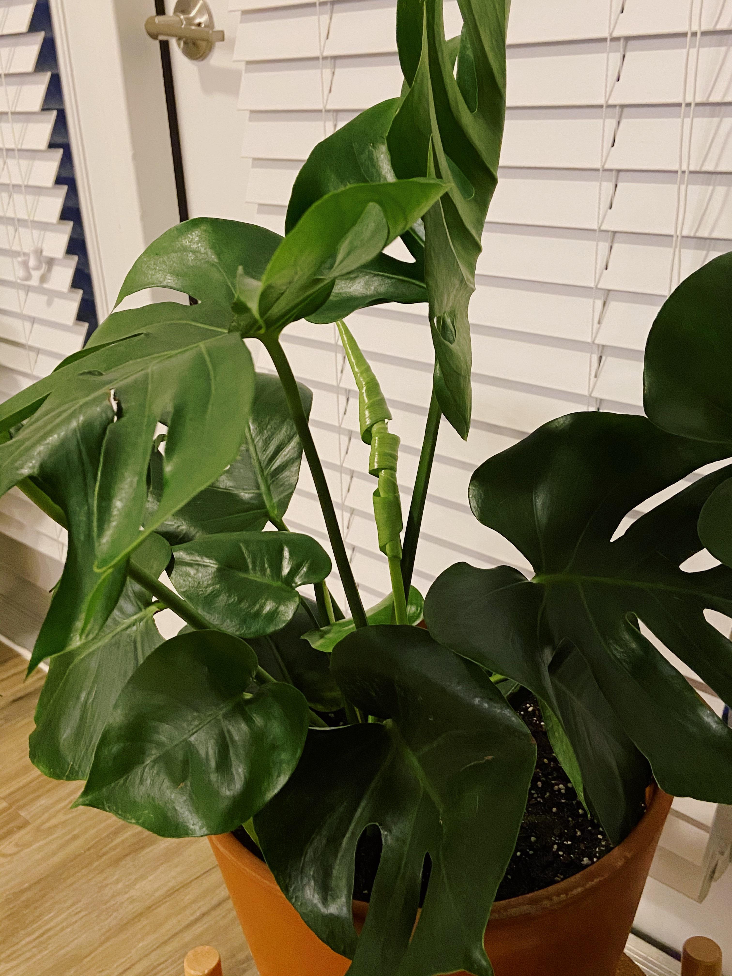 As Monstera Monday ends I, previous plant serial killer turned new