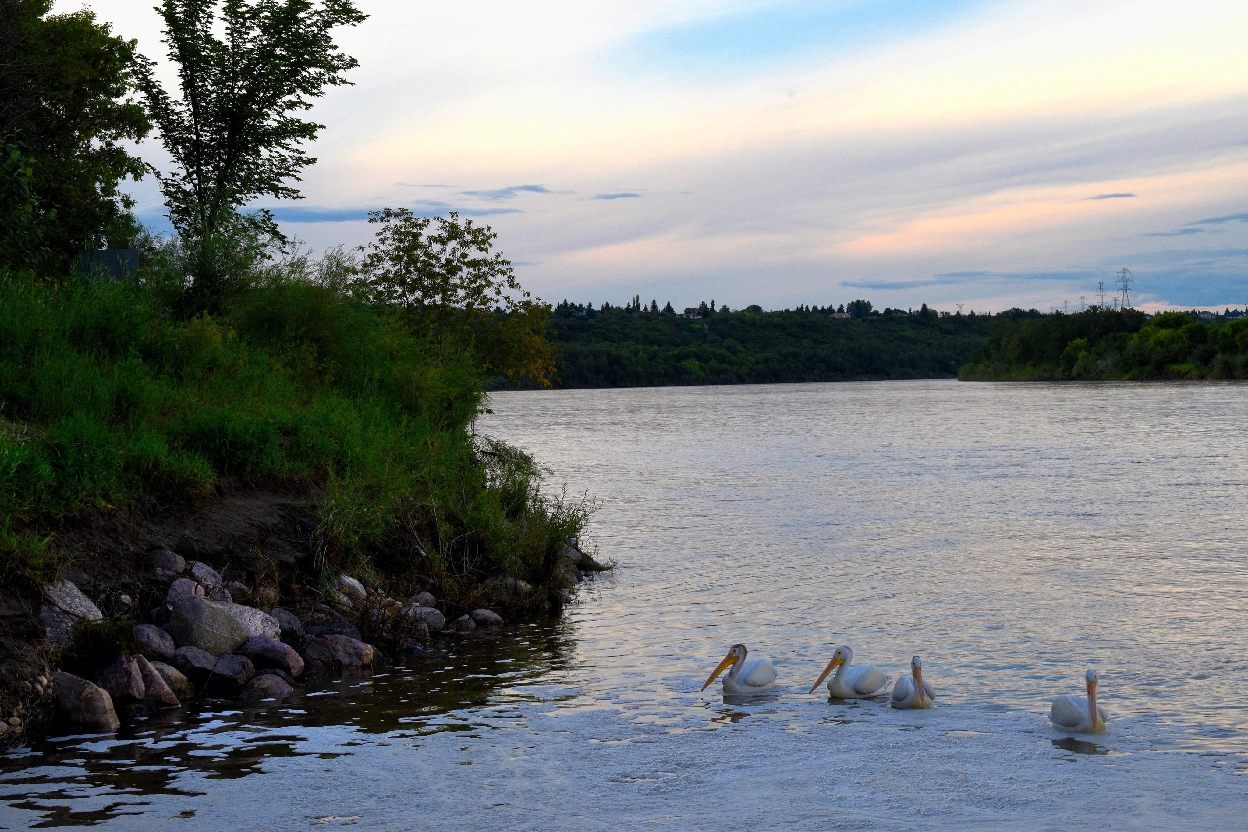 Went out fishing on the North Saskatchewan with a buddy down by