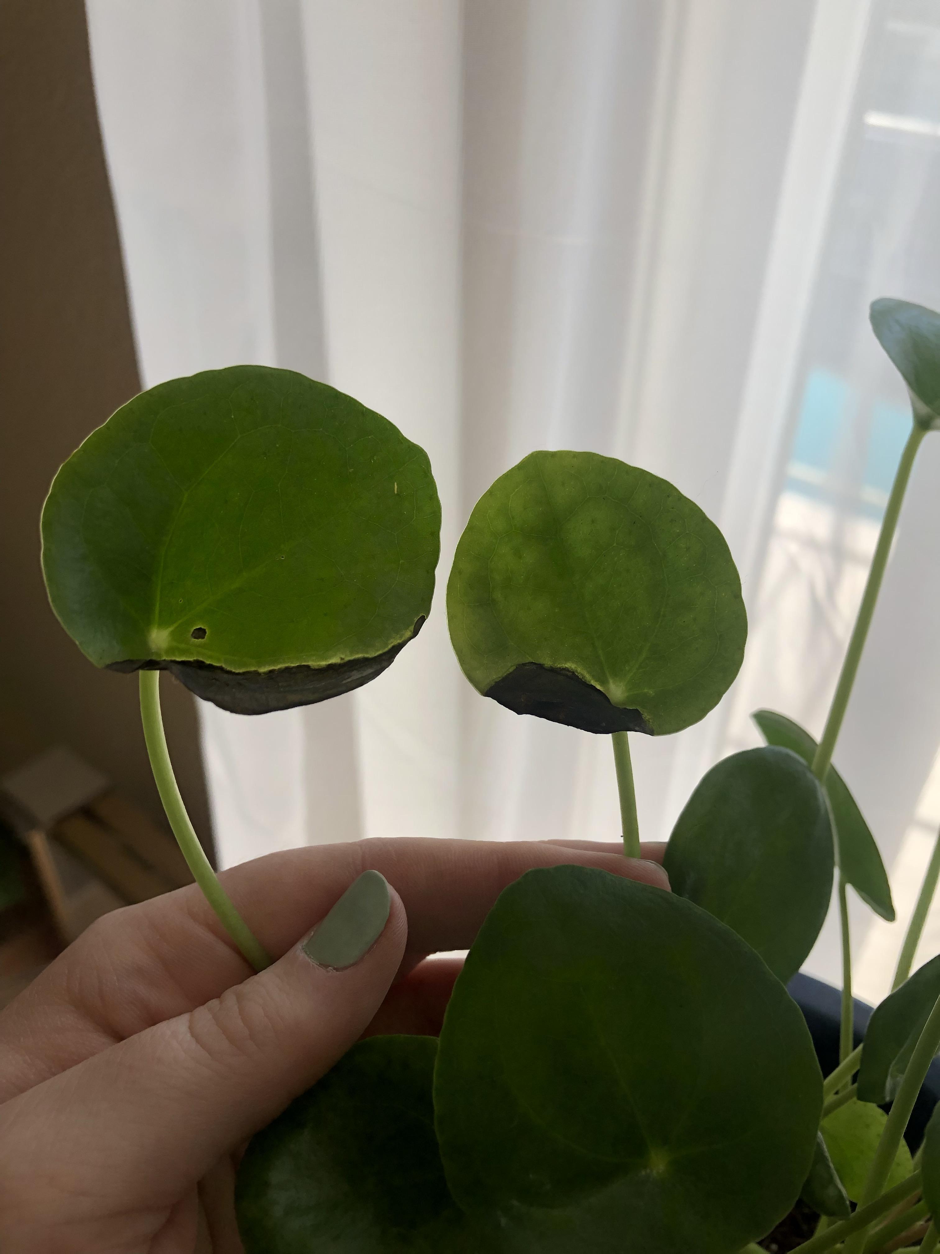 Pilea Plant is browning and dropping leaves? More photos and info in