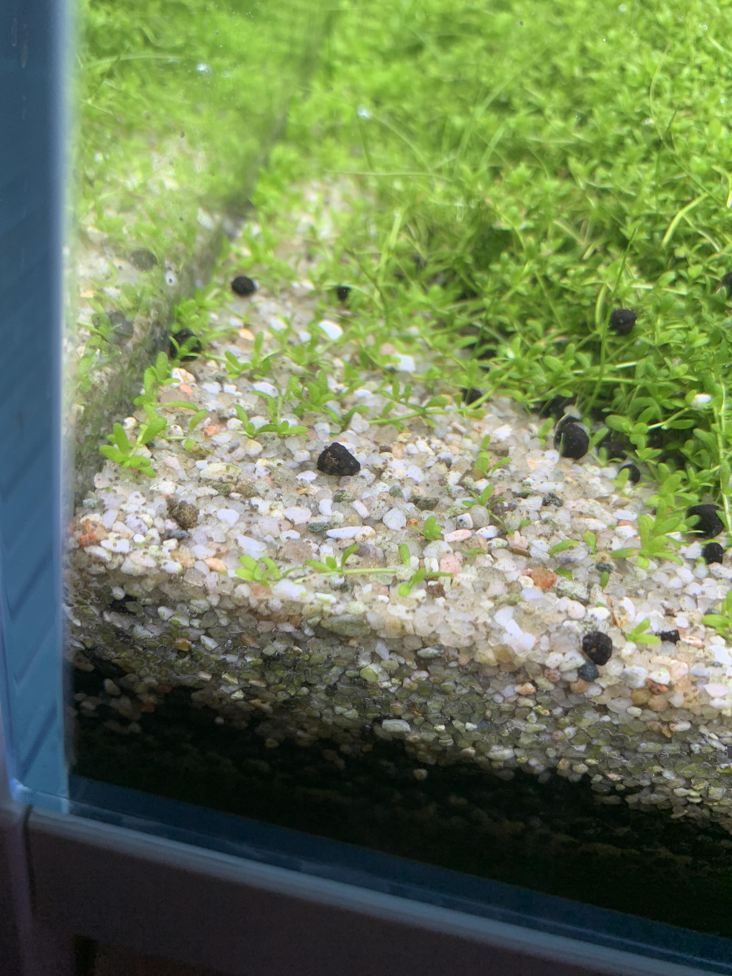 What are these tiny creatures on the sand? They eat dead plants and also dead fish r/Aquascape