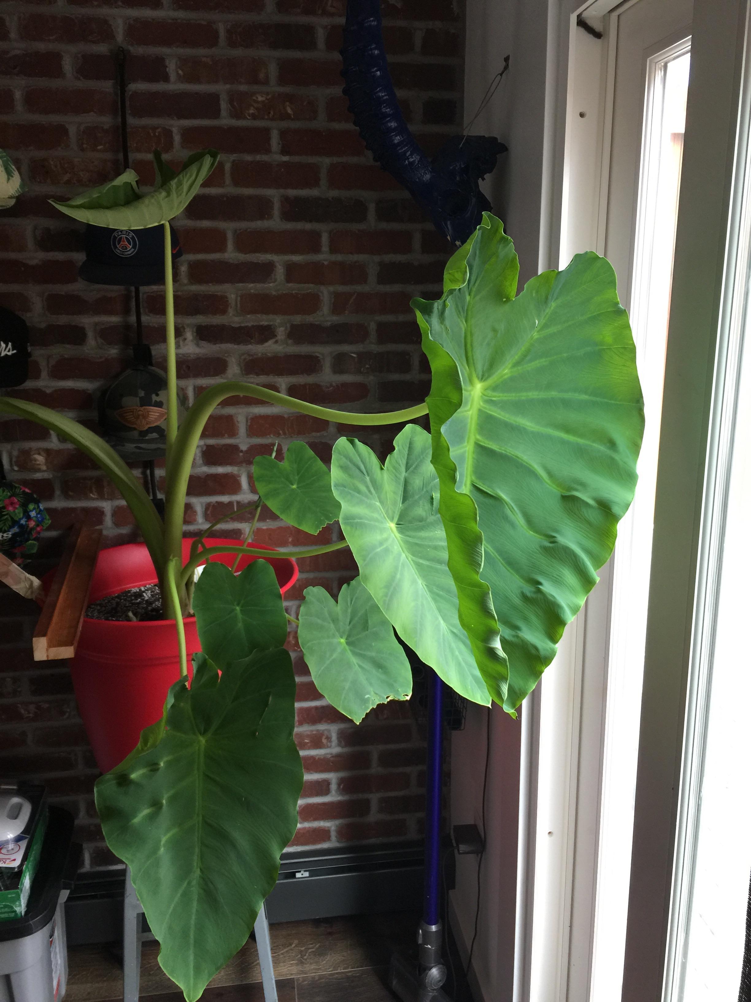 3rd follow up elephant ears. I m in love with theses plants !they just