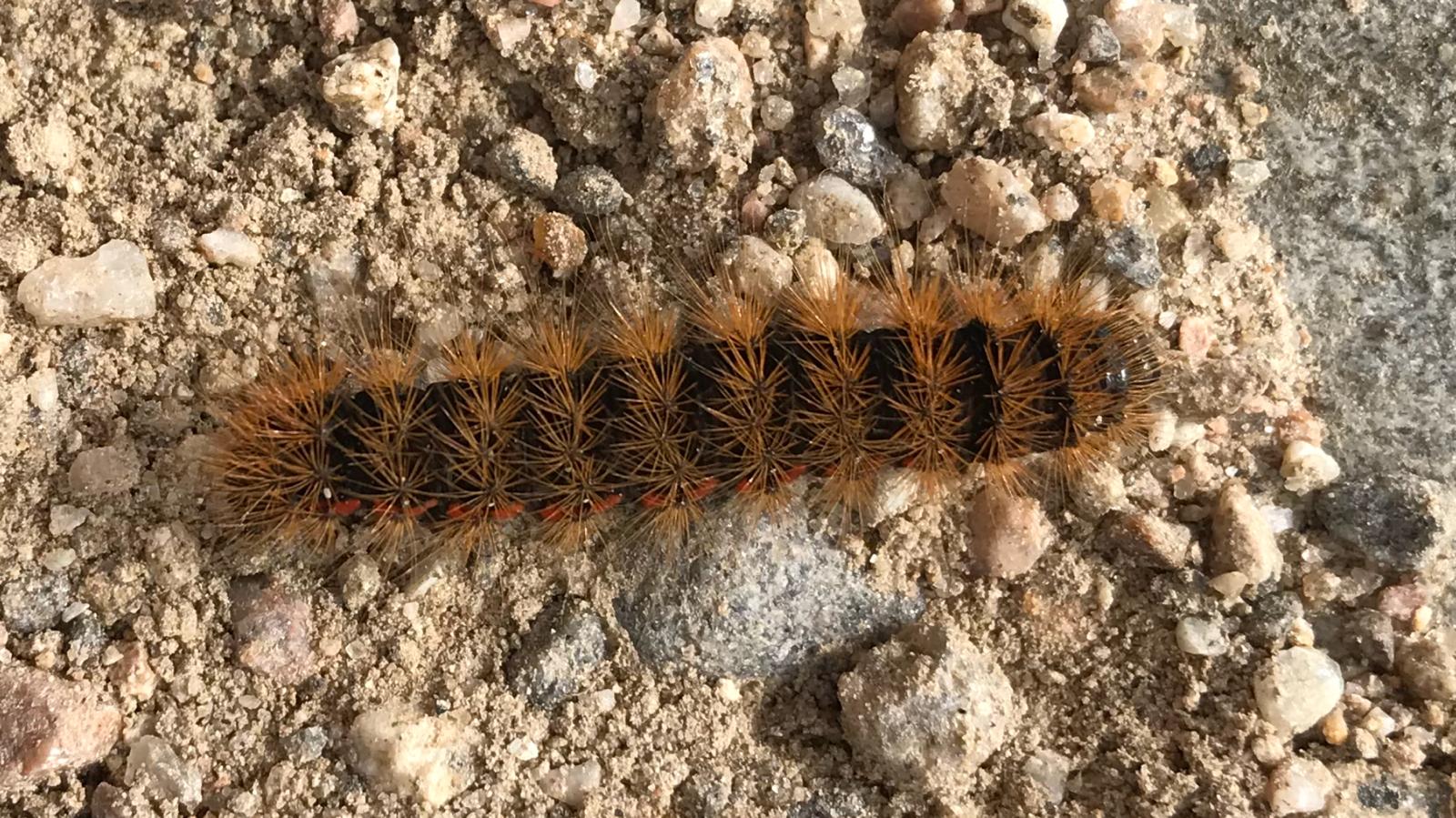 My Mum found this caterpillar hiking in Upper Findhorn Valley, Scotland