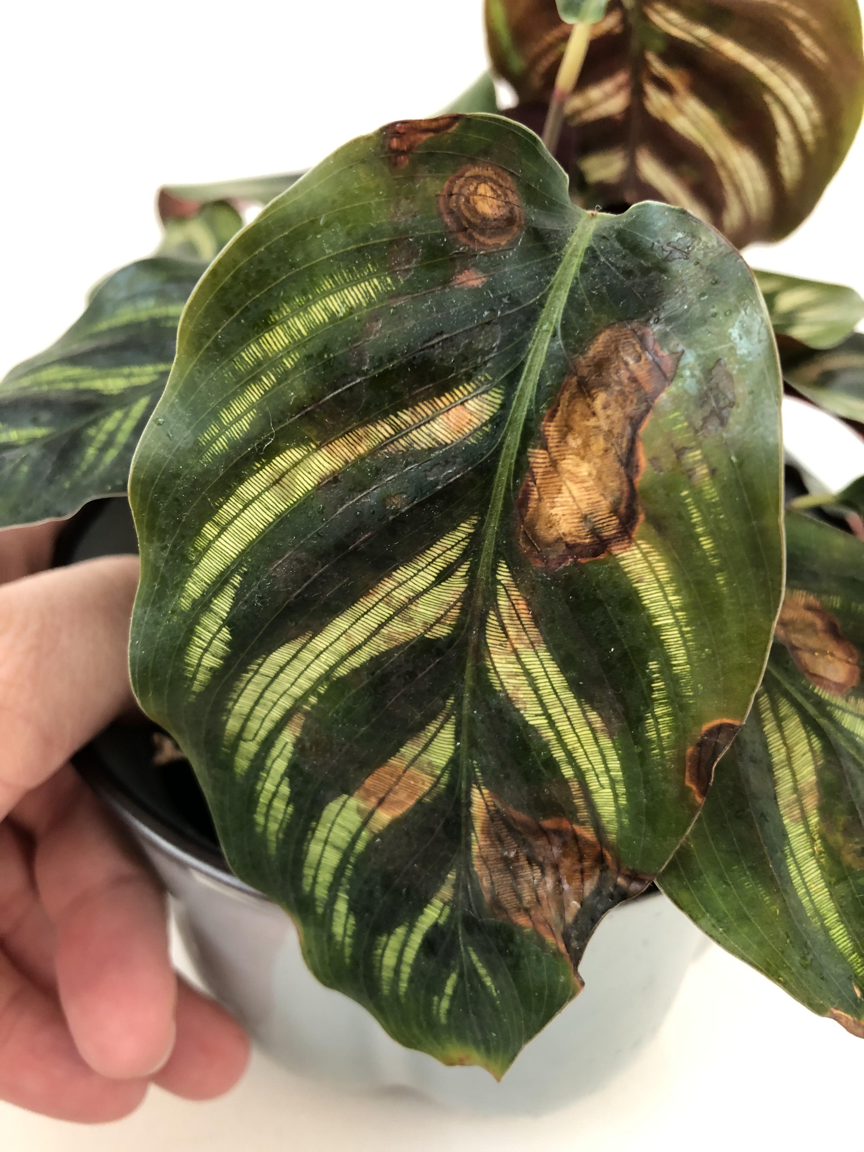 Any from Calathea fans? r/houseplants