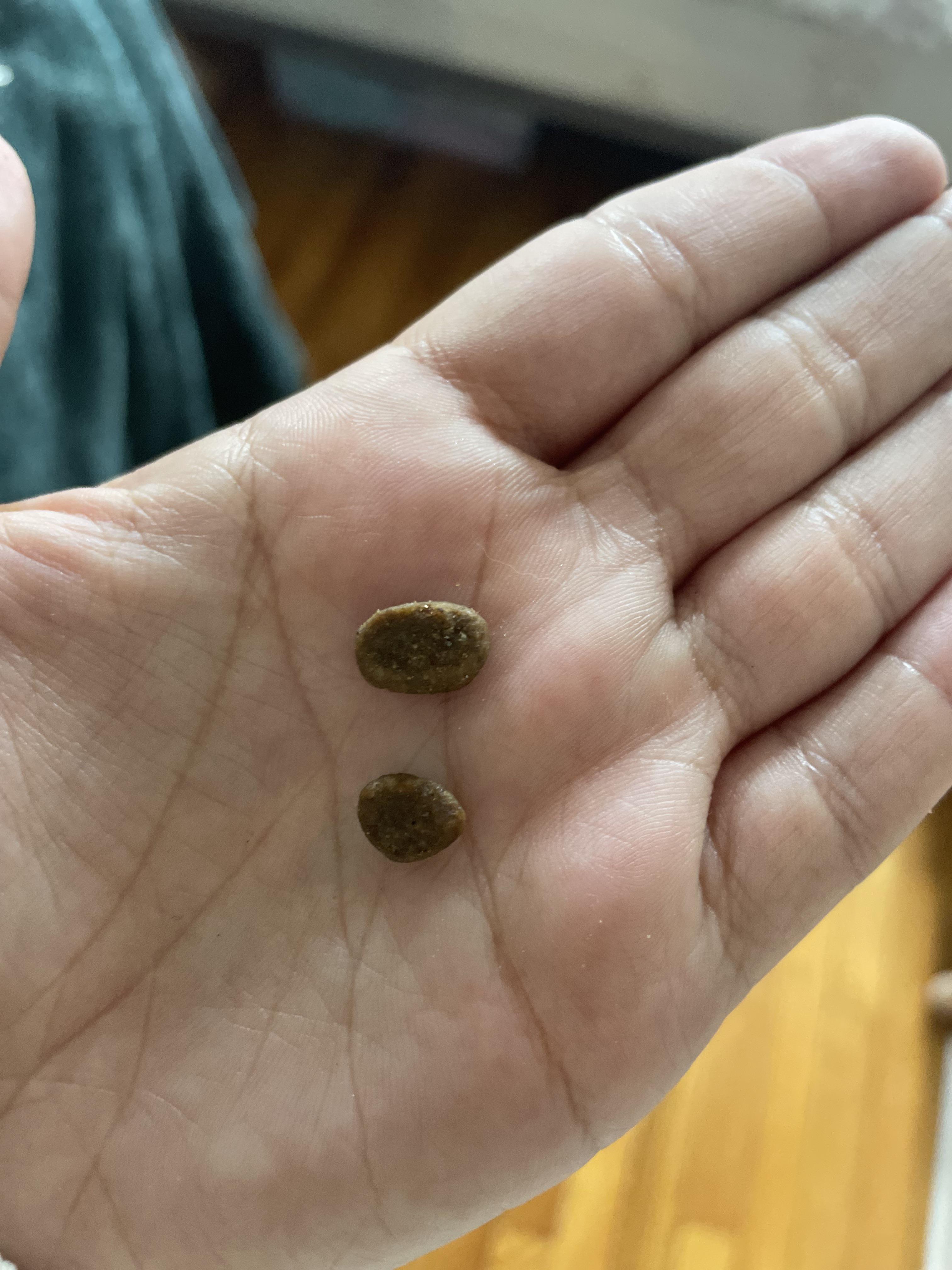 Did orijen change their kibble size? r/catfood