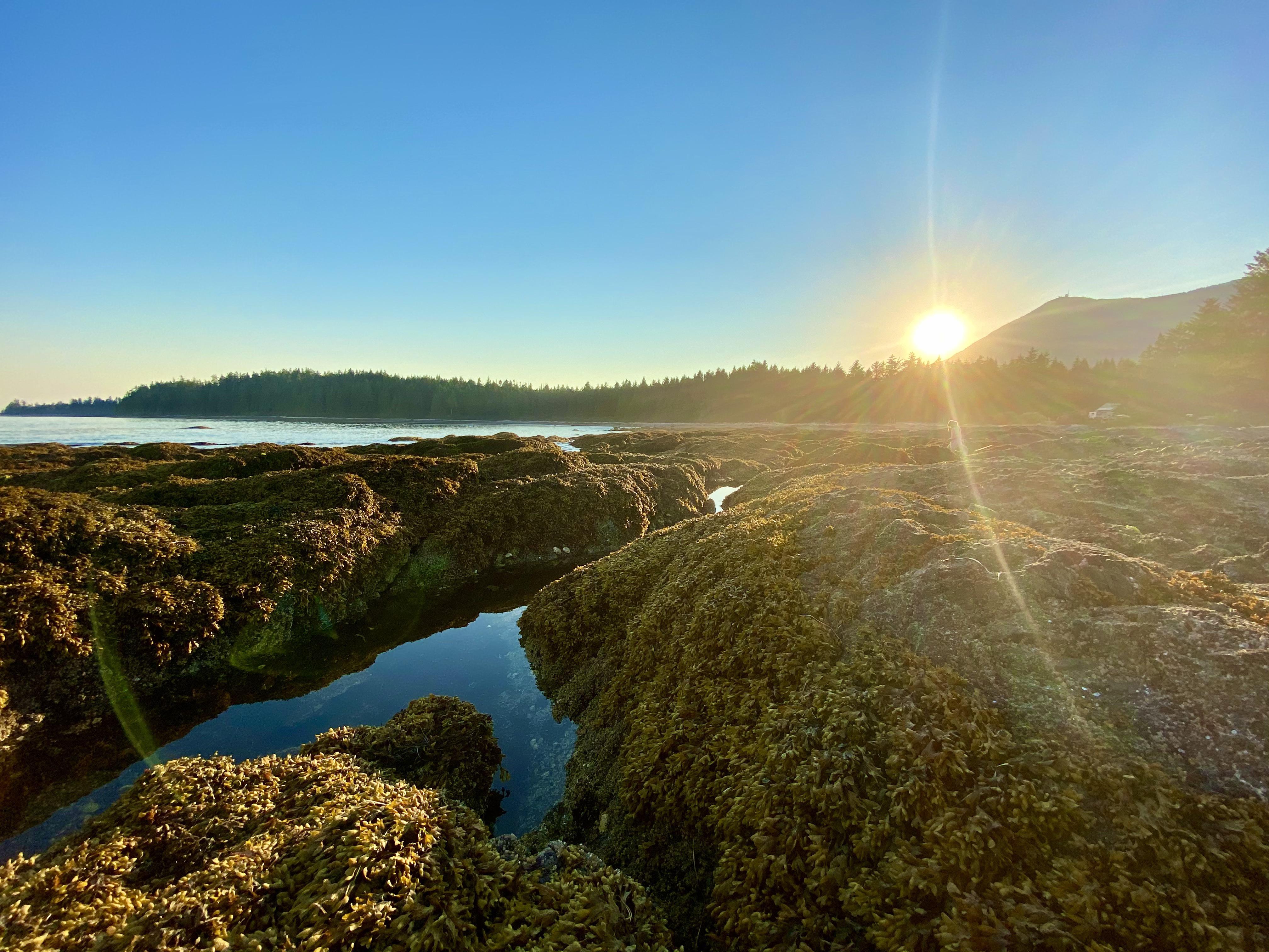 Mussel Beach 20 mins down a Forest Service Road near Ucluelet on