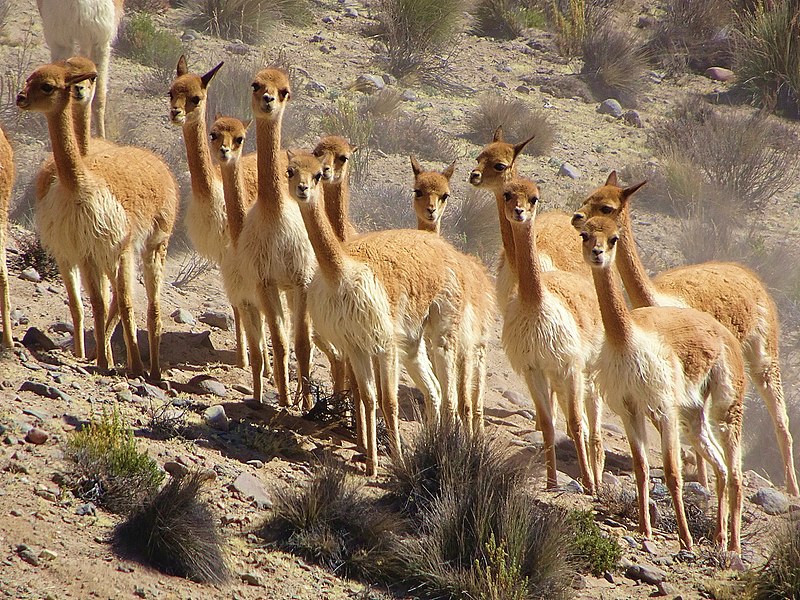 The wool of the vicuña (Vicugna vicugna) is among the finest and