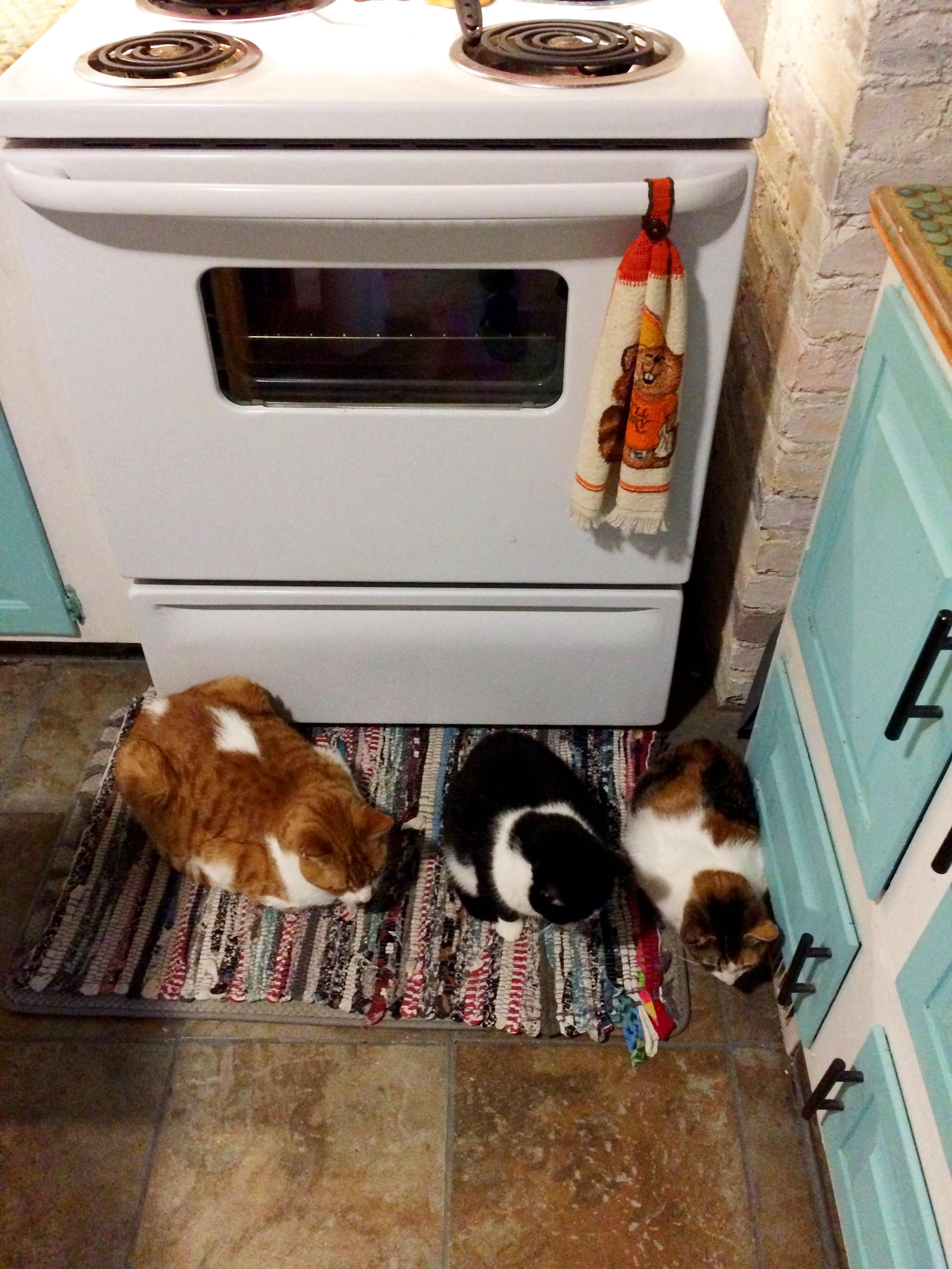 My loaves fell out of the oven. r/Catloaf