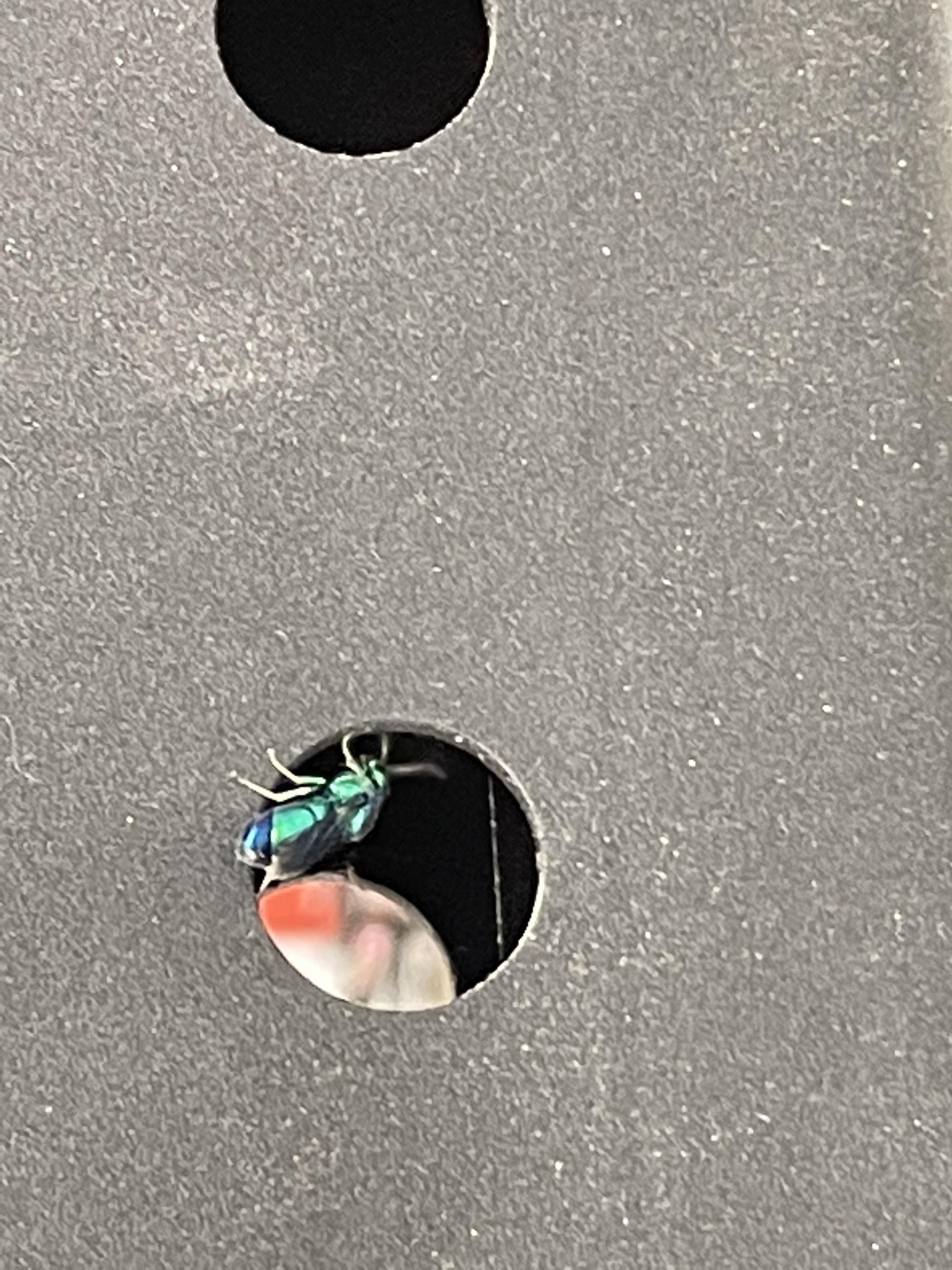 Cuckoo wasp? r/whatsthisbug