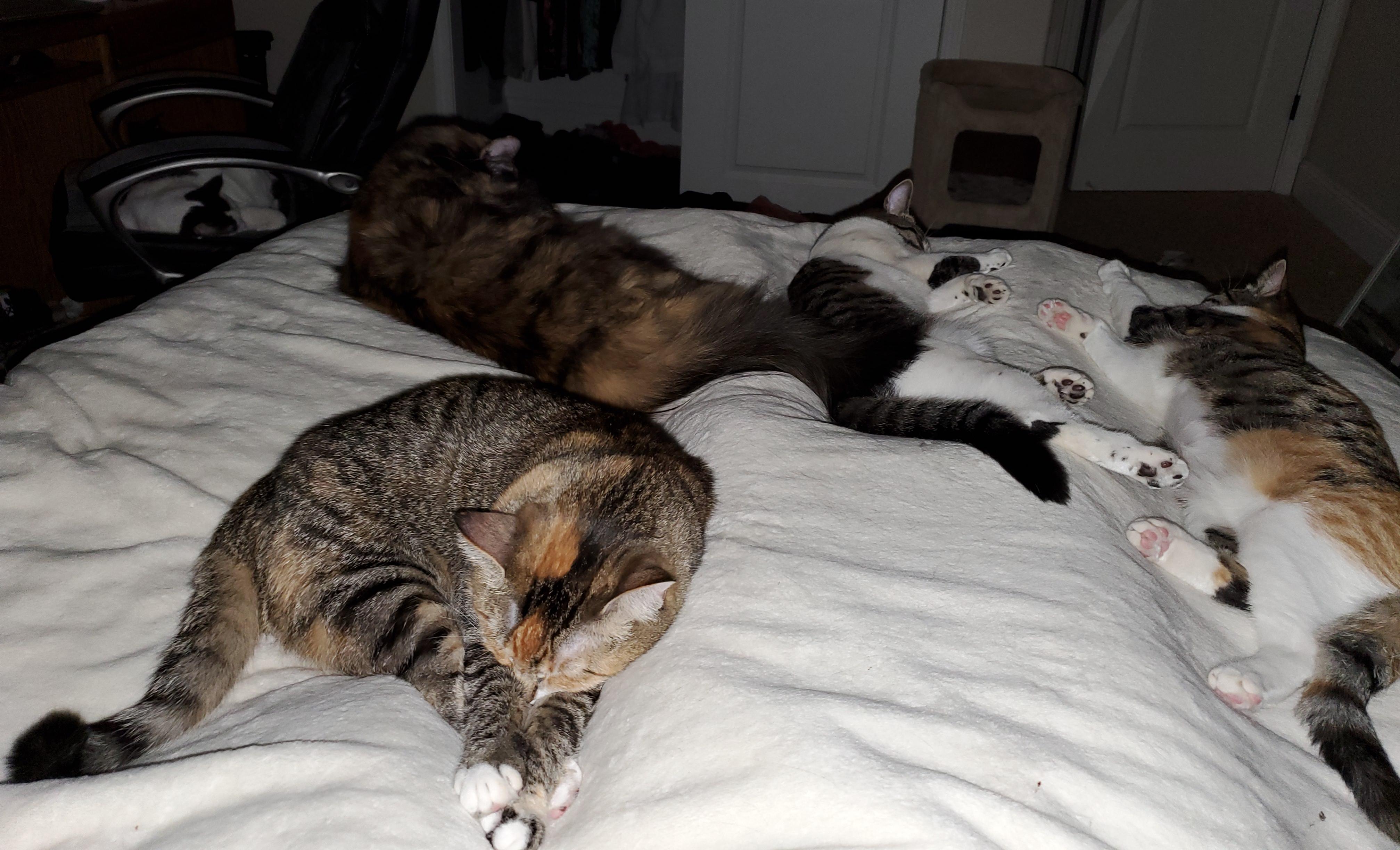 Woke up at 2am feeling a bit smothered you know it's cold when all