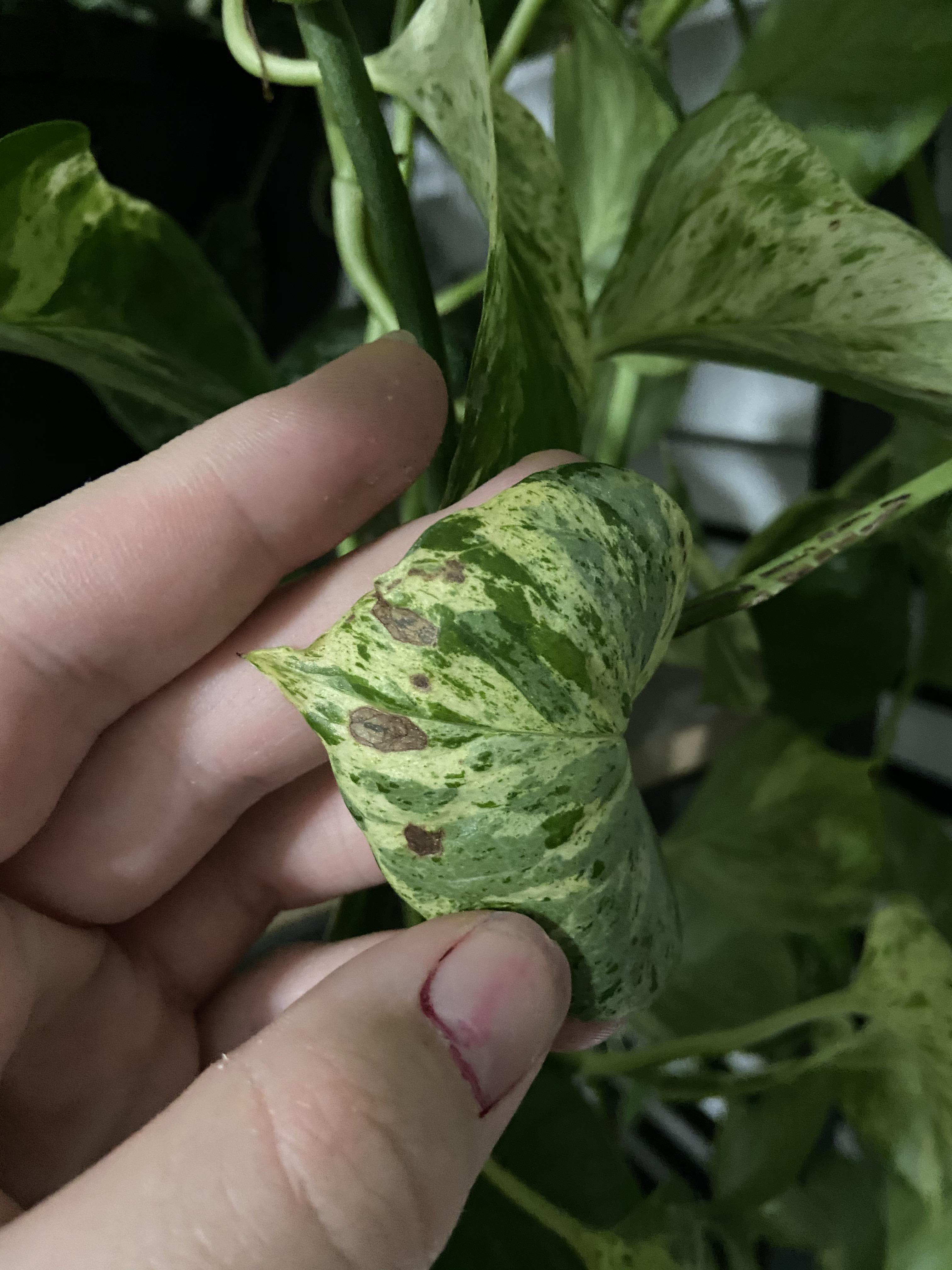 so my marble queen pothos is mostly healthy but lately there have been