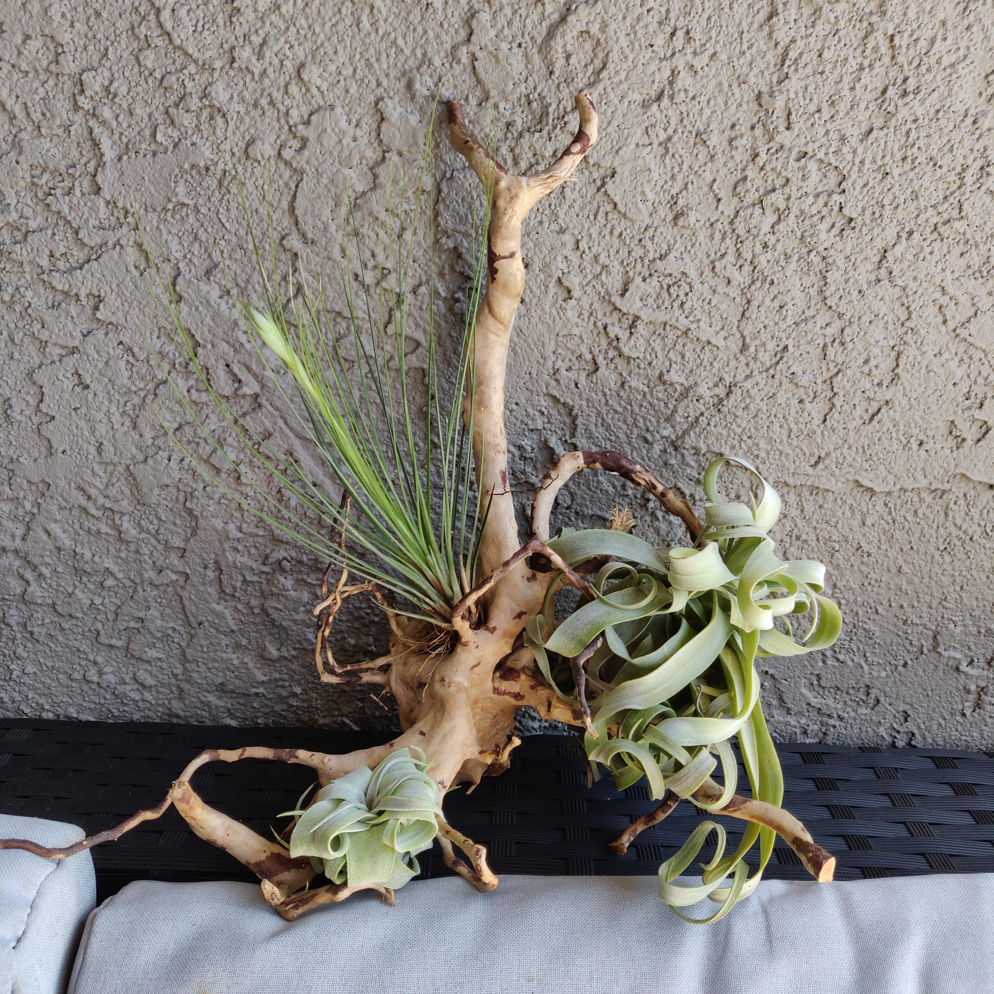 My Newest Air Fern Display (Streptophylla) r/airplants