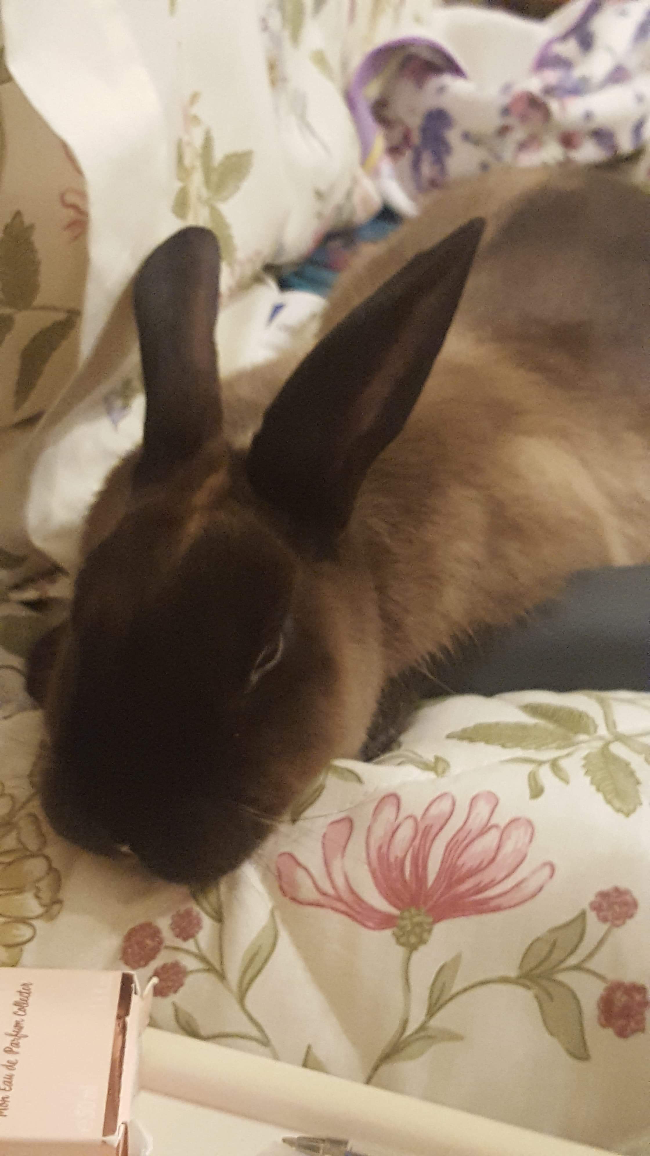 Sleeping on the telephone