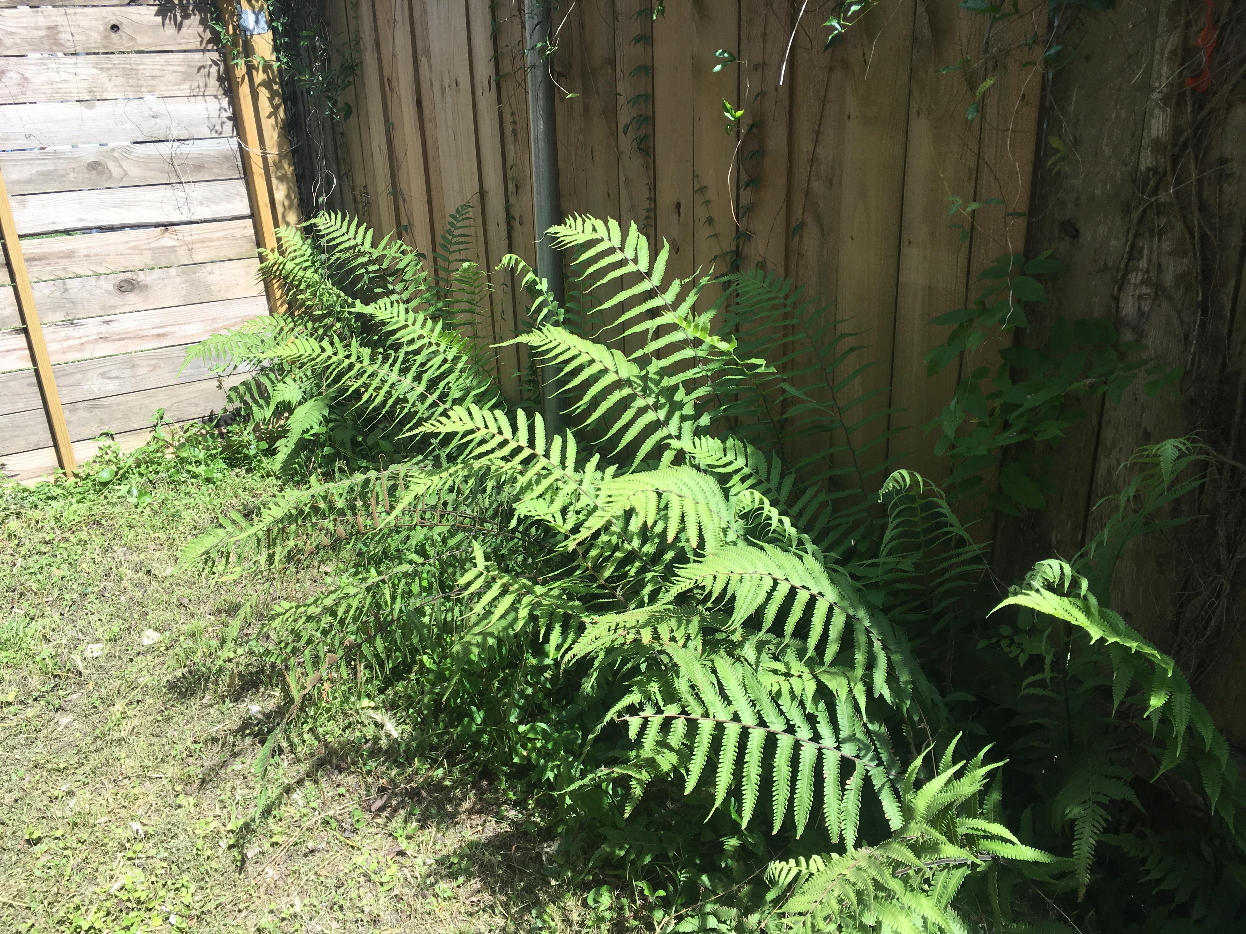 Volunteer ferns. I’ve had good luck with ferns showing up unannounced