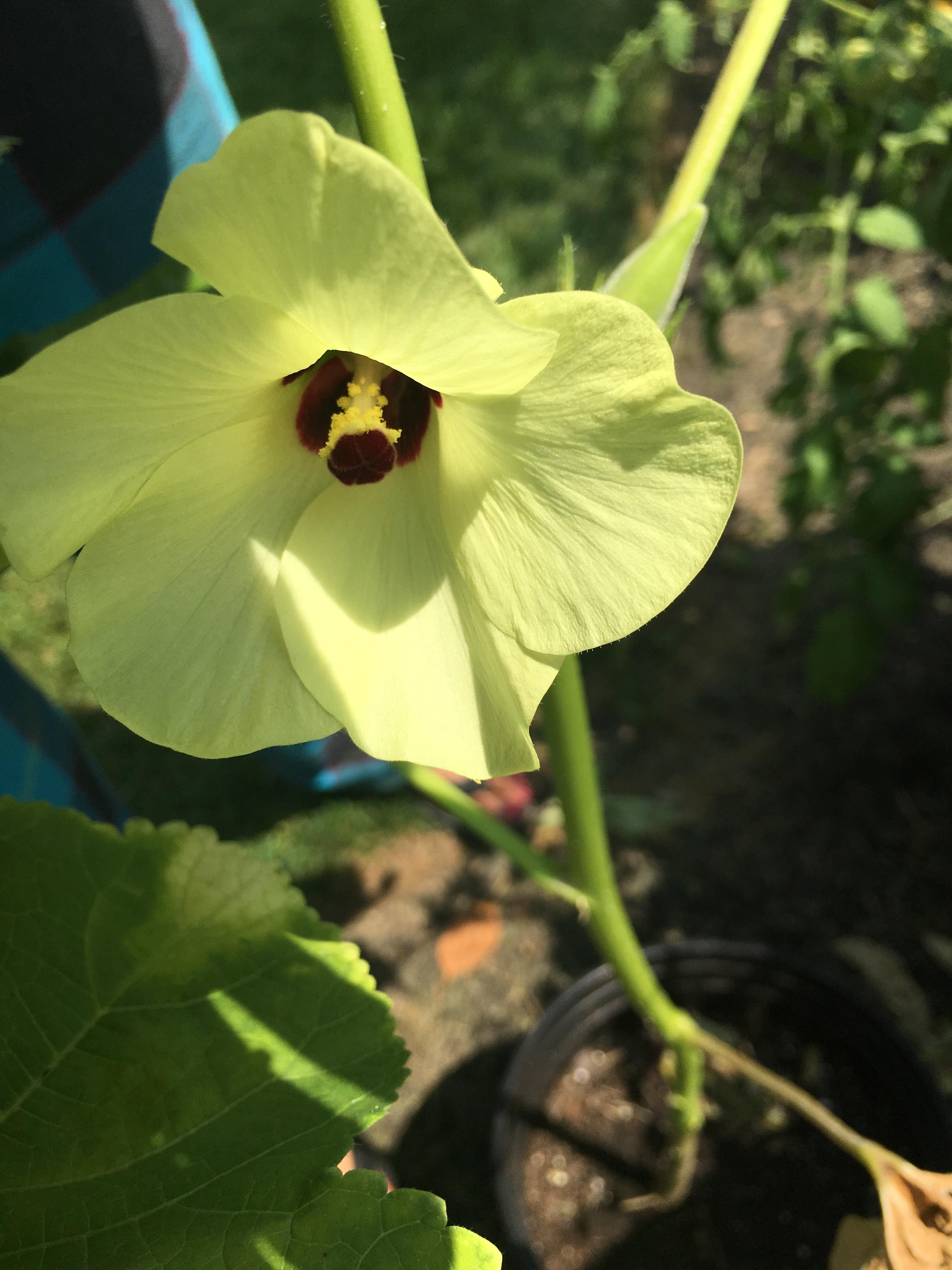 Beautiful okra bloom r/gardening