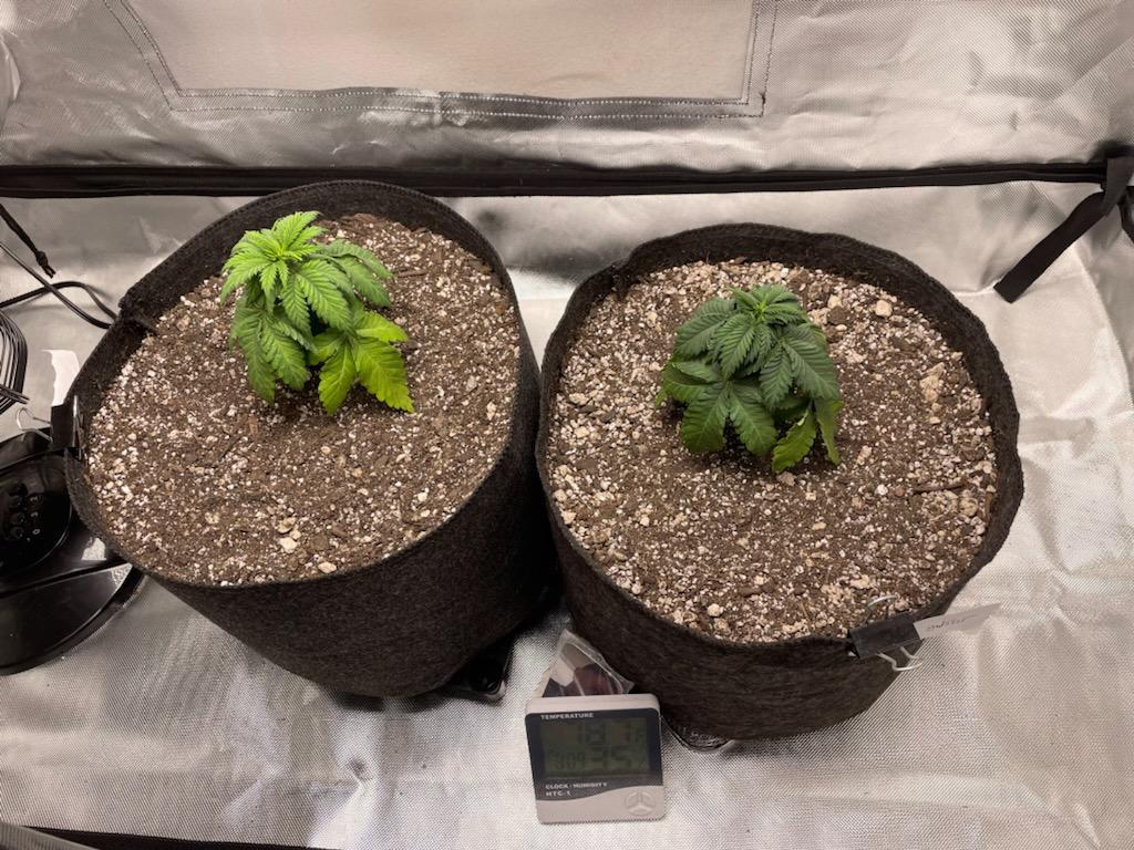 How long should I let my plants try to recover from an overwatering