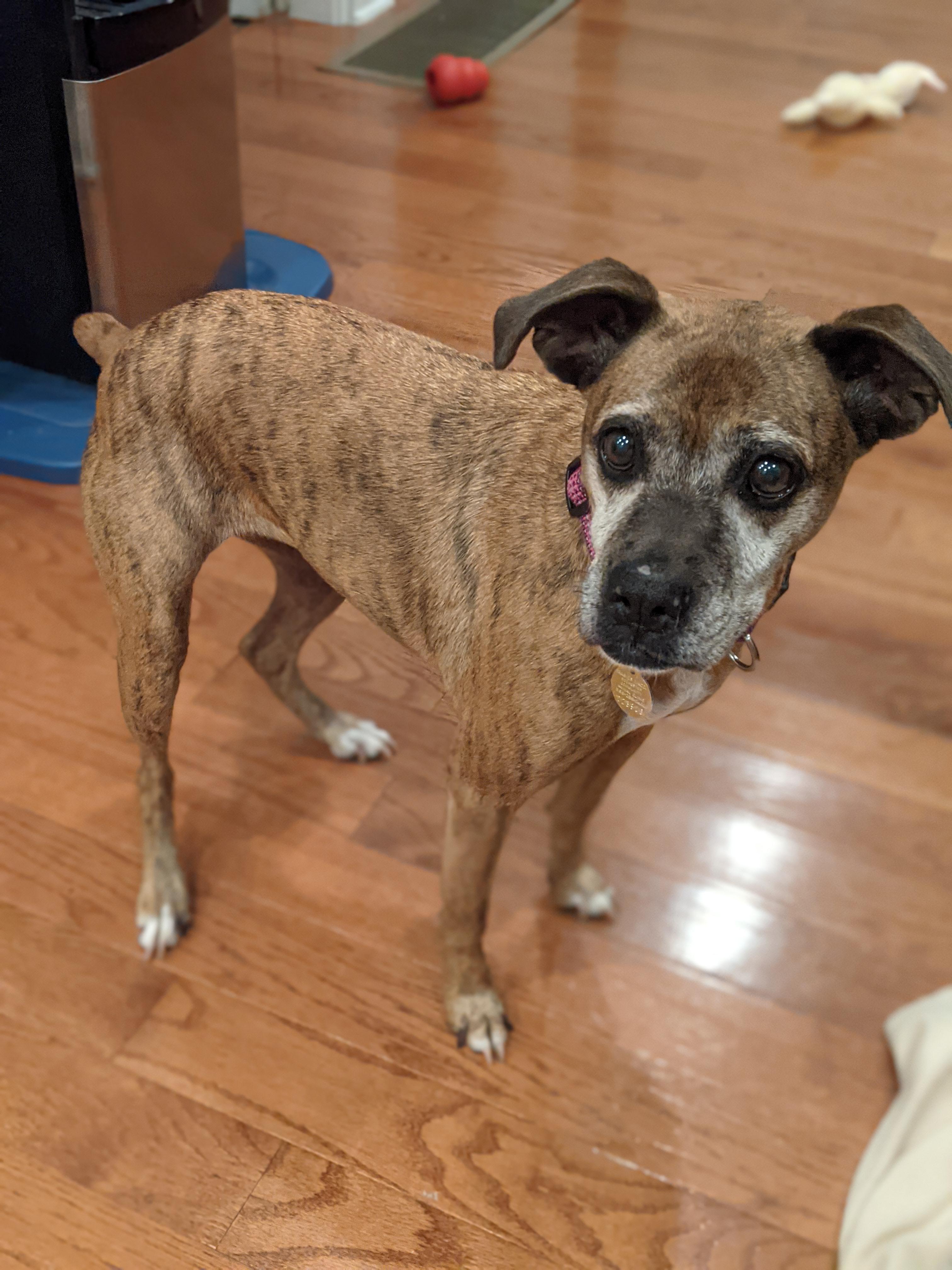 We adopted this sweet 10yearold dog today! r/pics