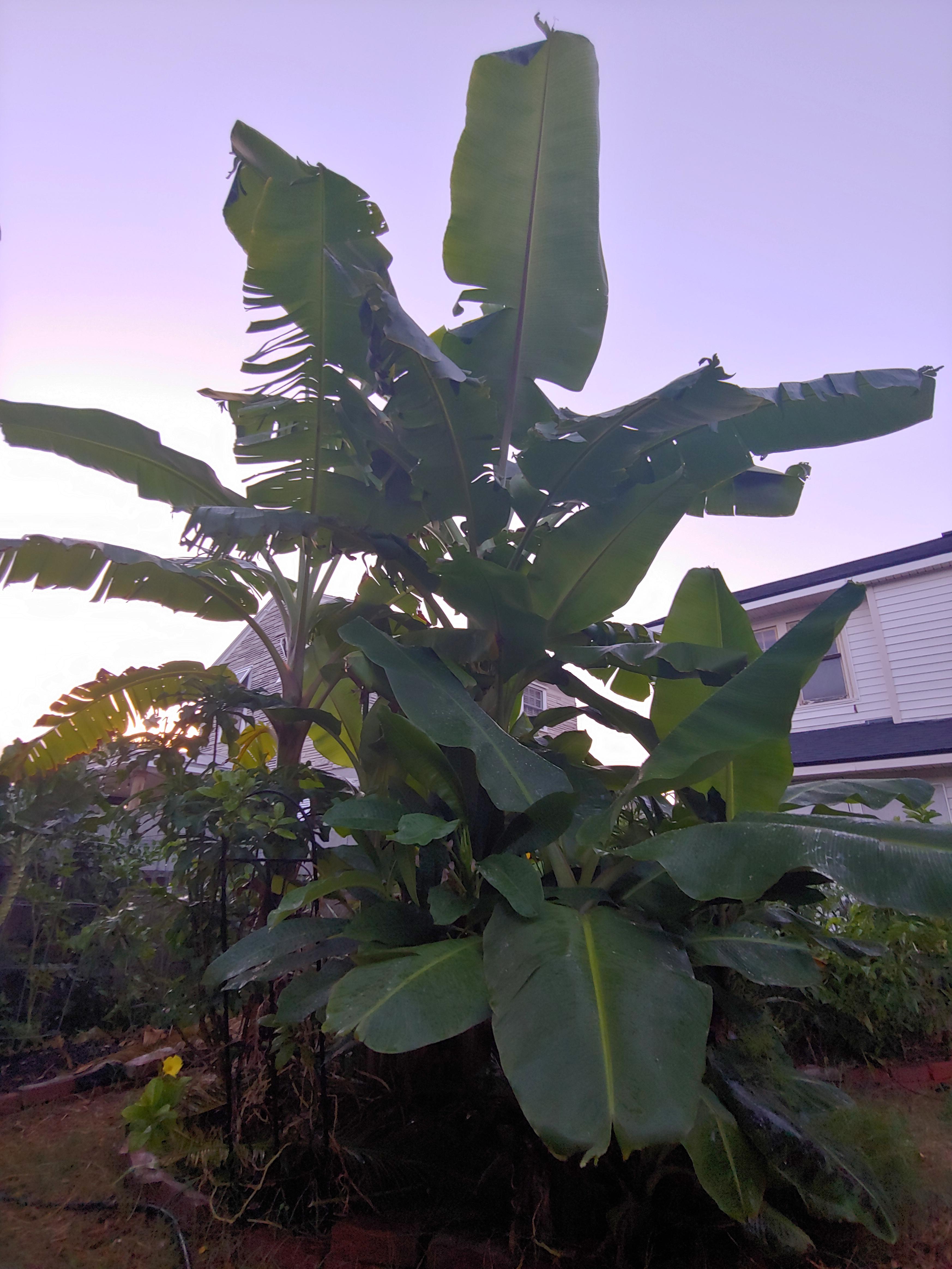 My beautiful bananas! The most rewarding plant I have ever grown from 6