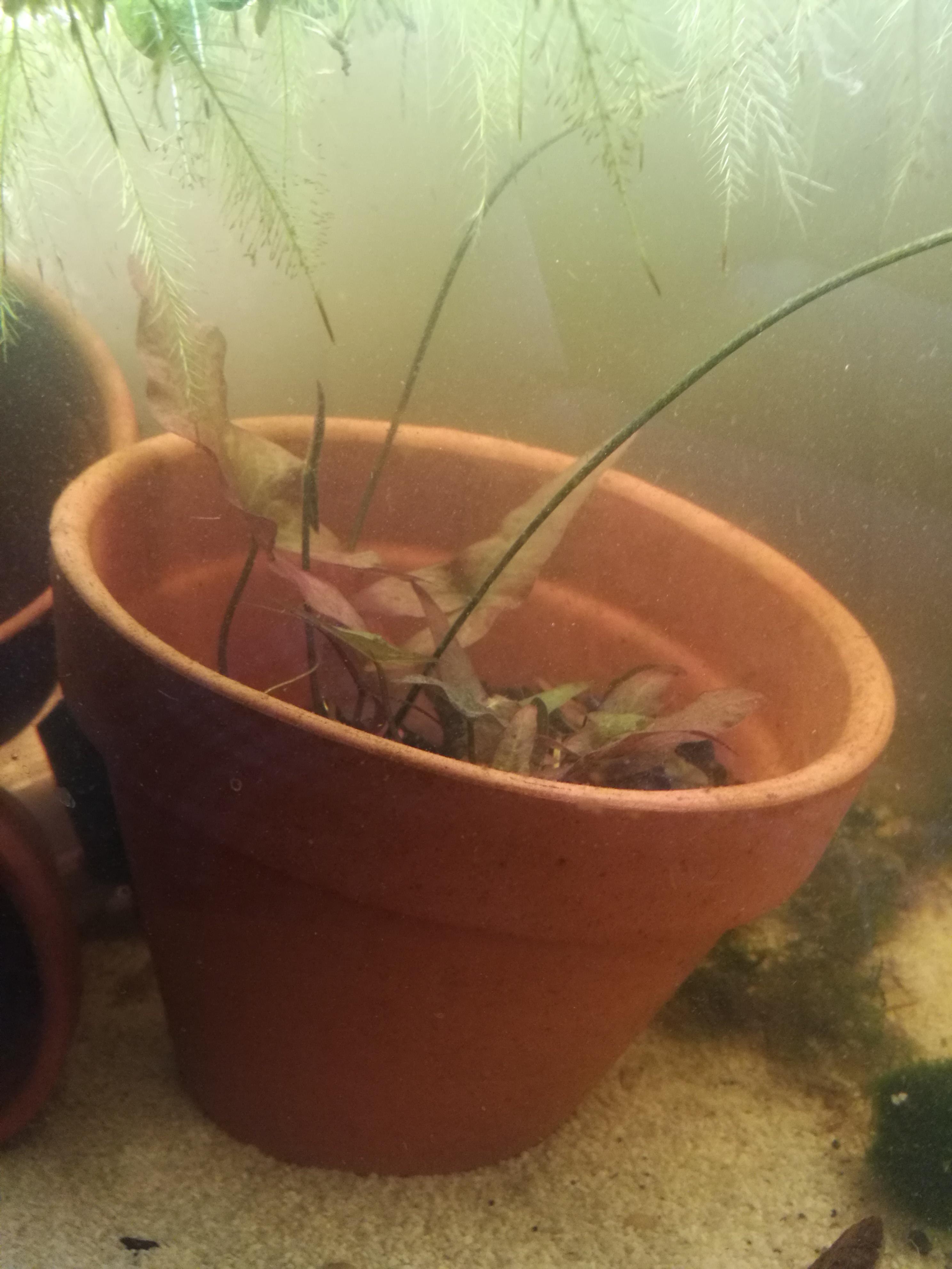 1 Month after I planted the Bulb. Easily my favorite plant! r/Aquariums