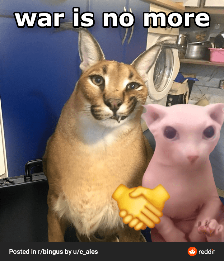 Has a bingus and floppa lover, we need to stop the war and join our