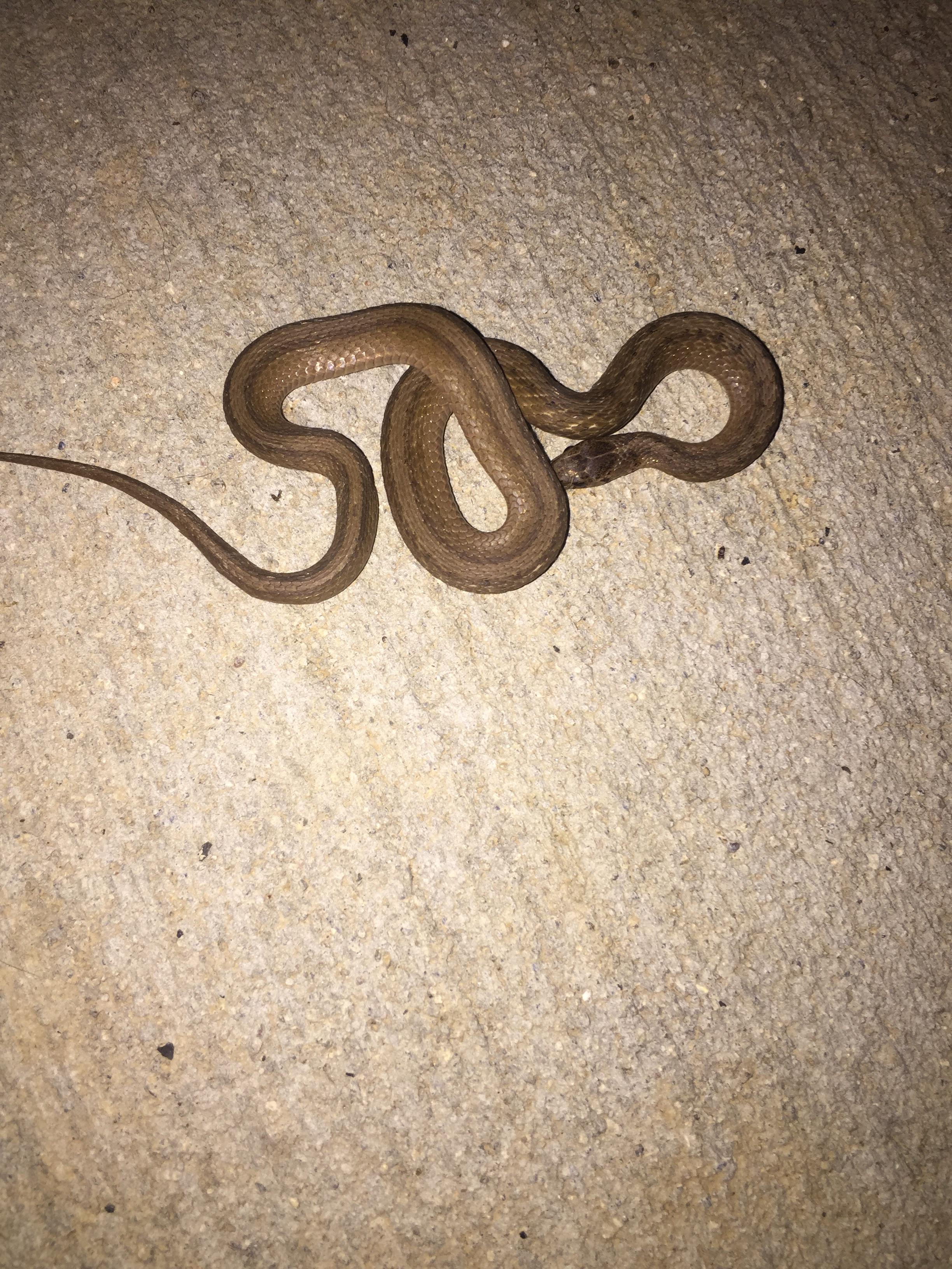 Images Of A Baby Copperhead Snake Snake Poin