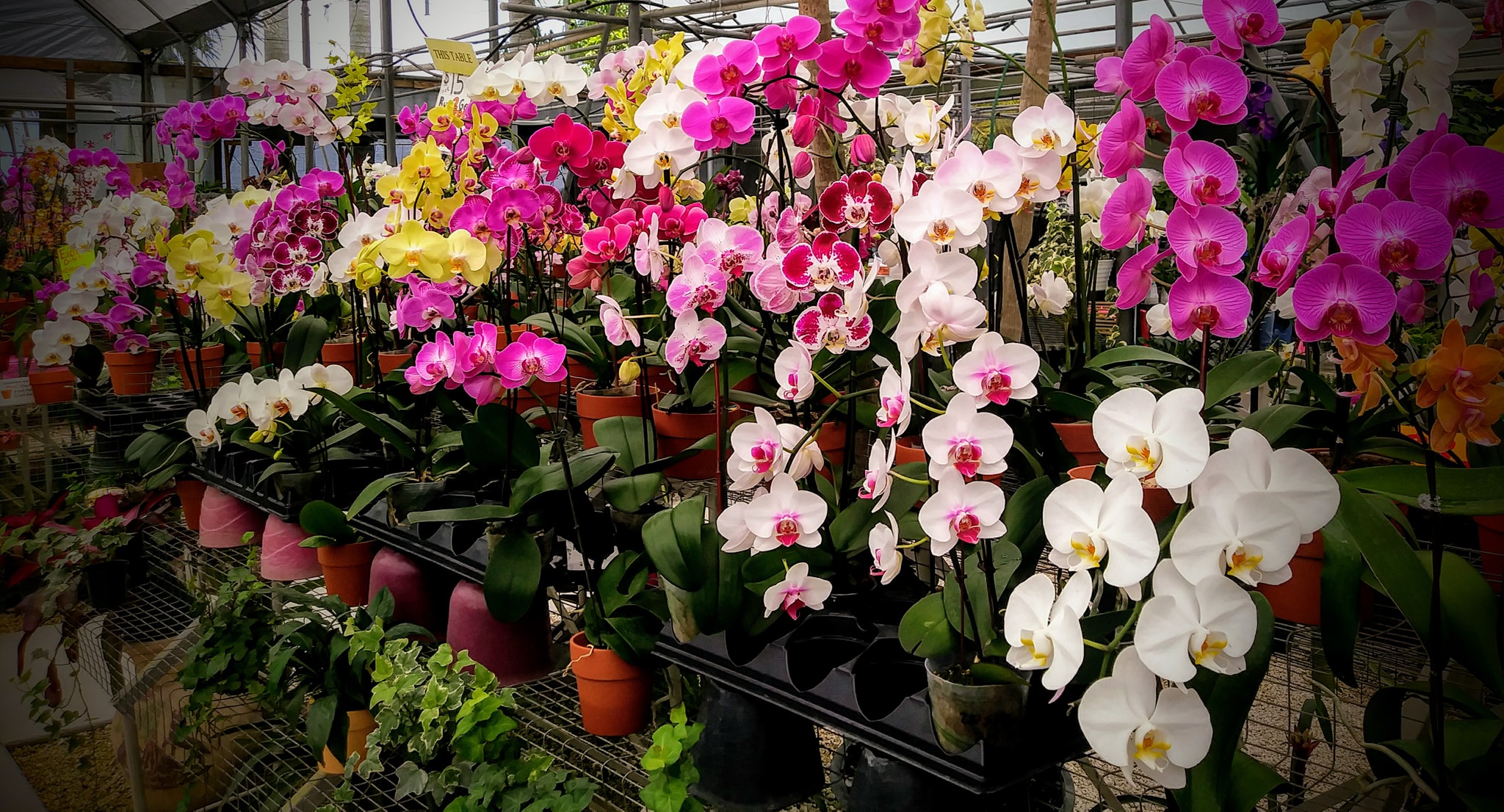 Orchids Shopping Krome Avenue r/Miami