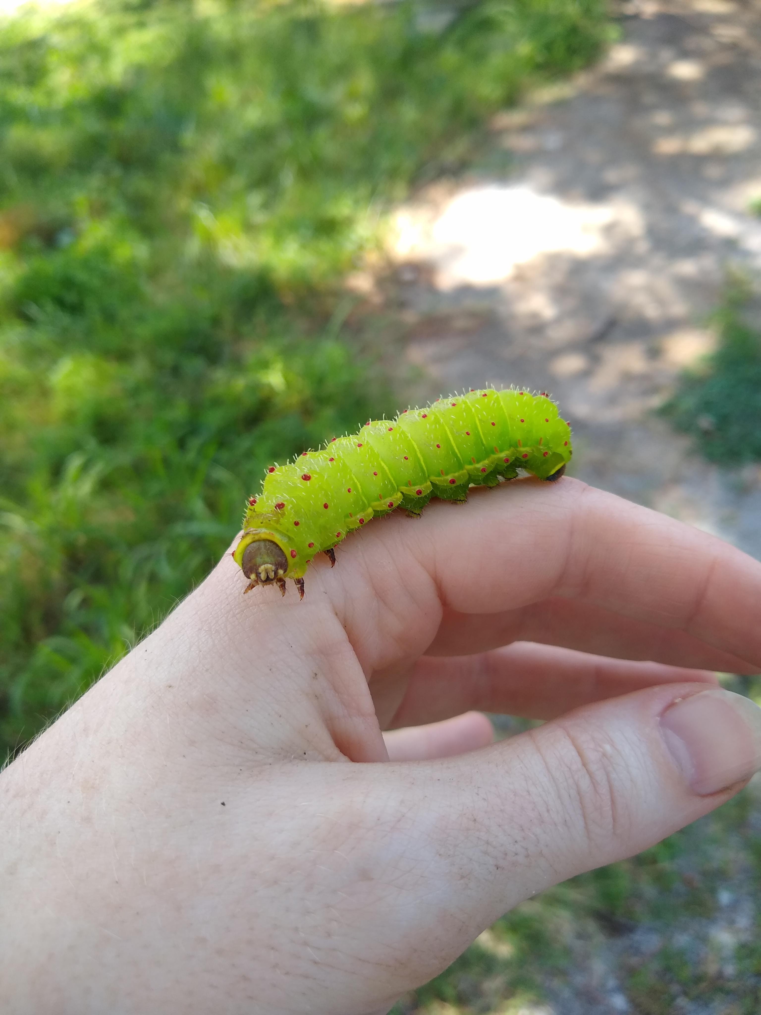 Luna Moth Caterpillar