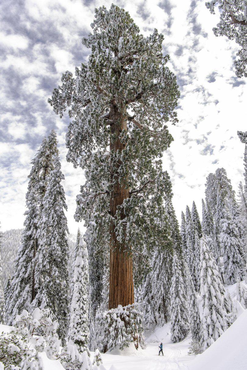 A Giant Sequoia (Sequoiadendron giganteum). The world’s largest