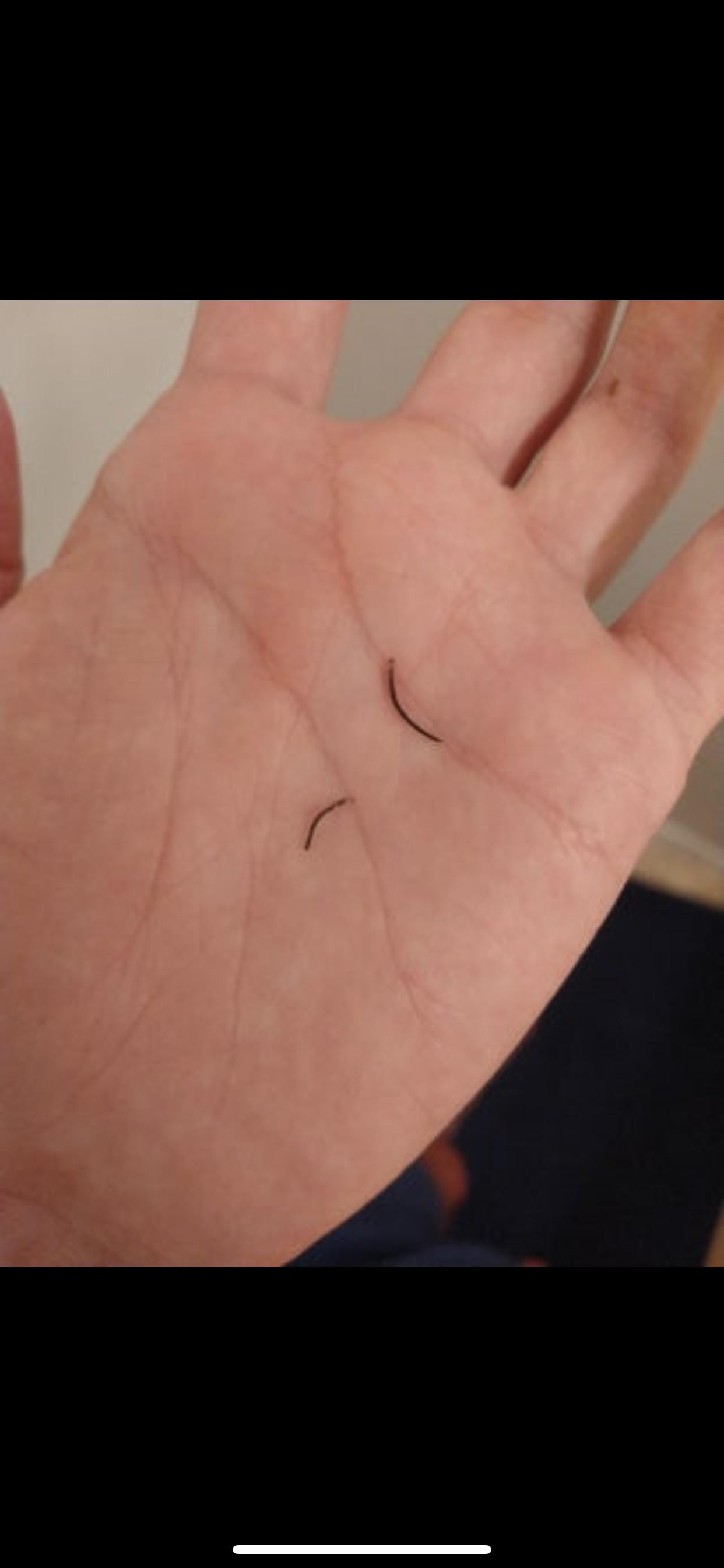 Pluck pili multigemini hairs)? BeardPub