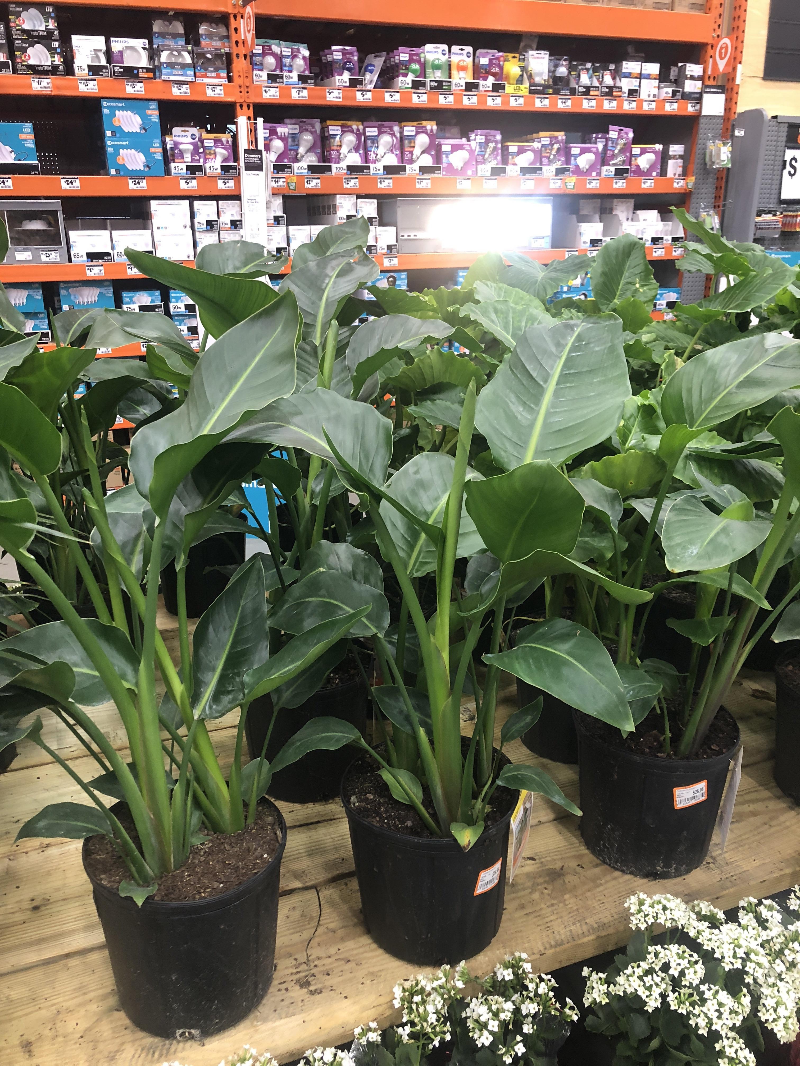 Birds of paradise for 25 at home depot?? And this size???? r/houseplants