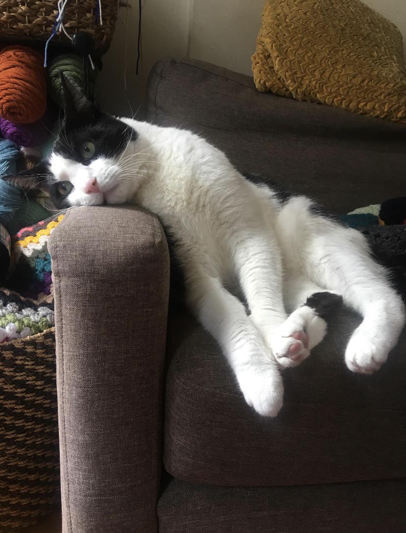 My Cat had EC too r/Existential_crisis