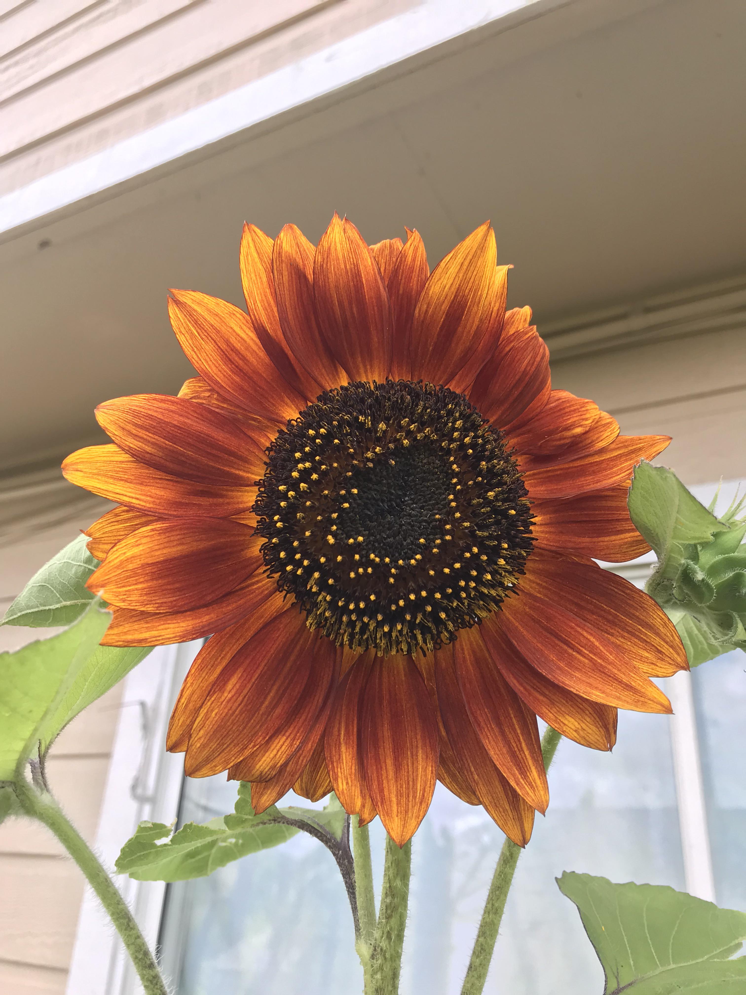 autumn sunflowers are my favorite when they’re in full bloom r/pics