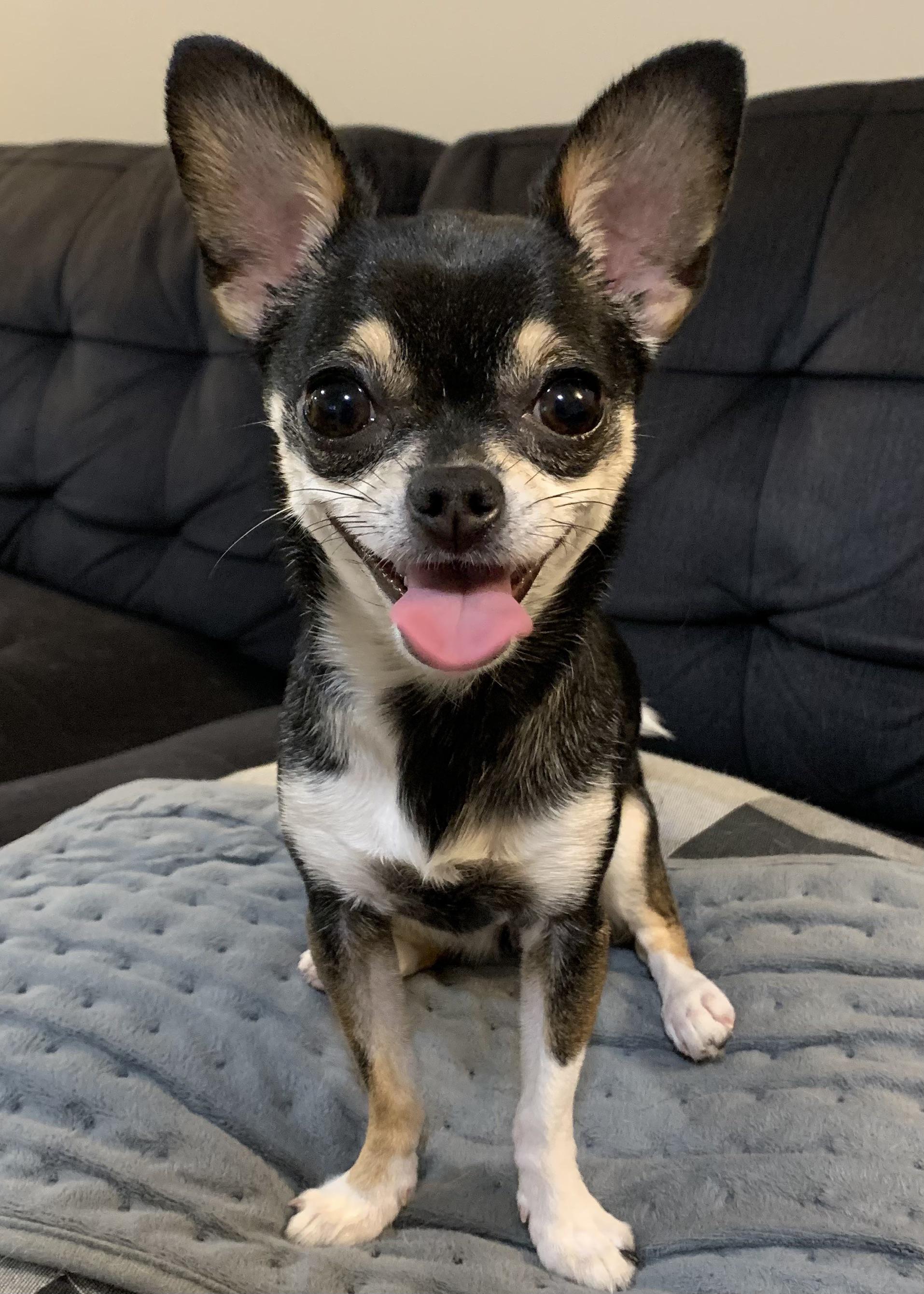 Postzoomies r/Chihuahua