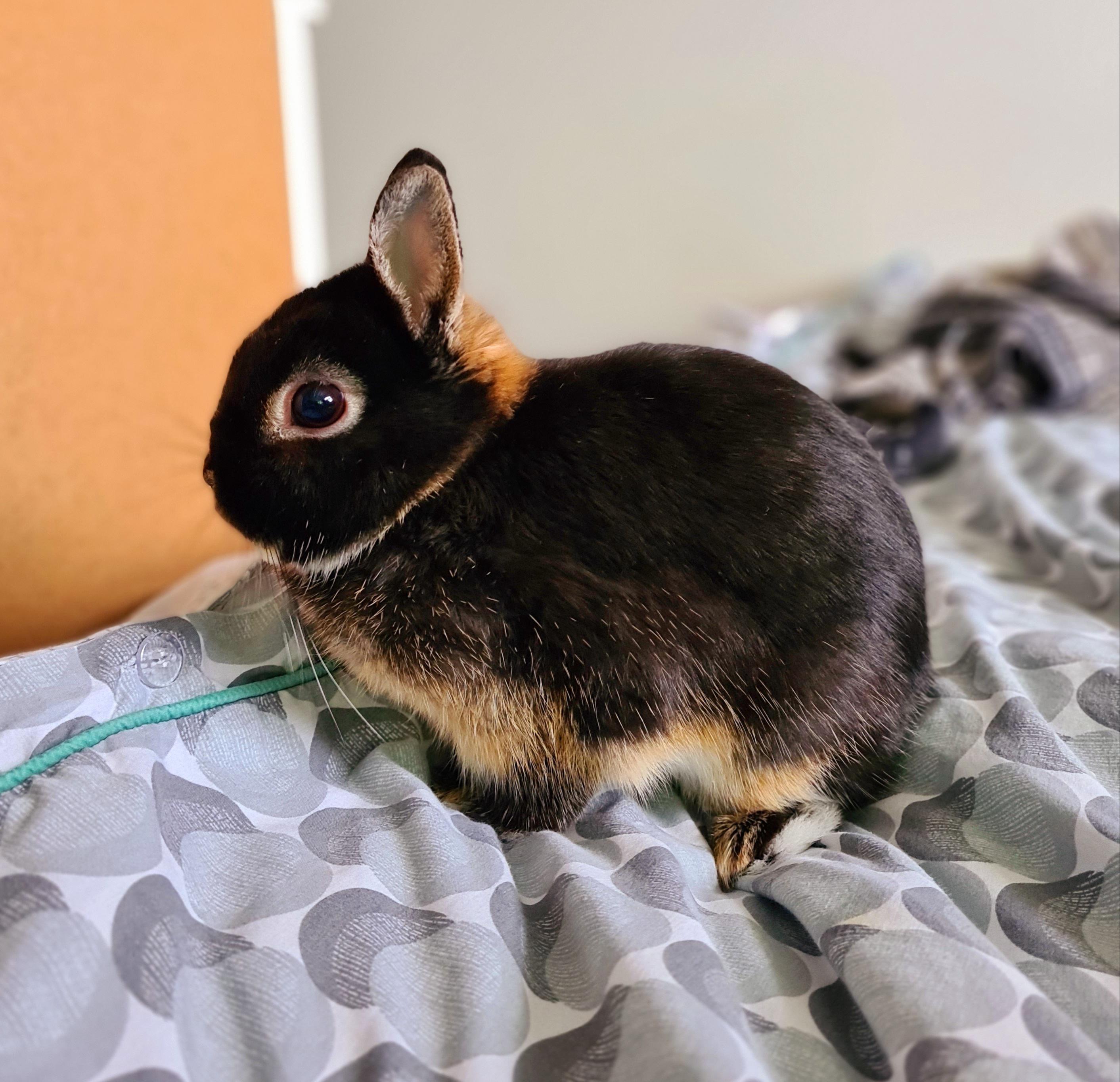 This is my little boy Otis. He is a black otter netherland dwarf. For